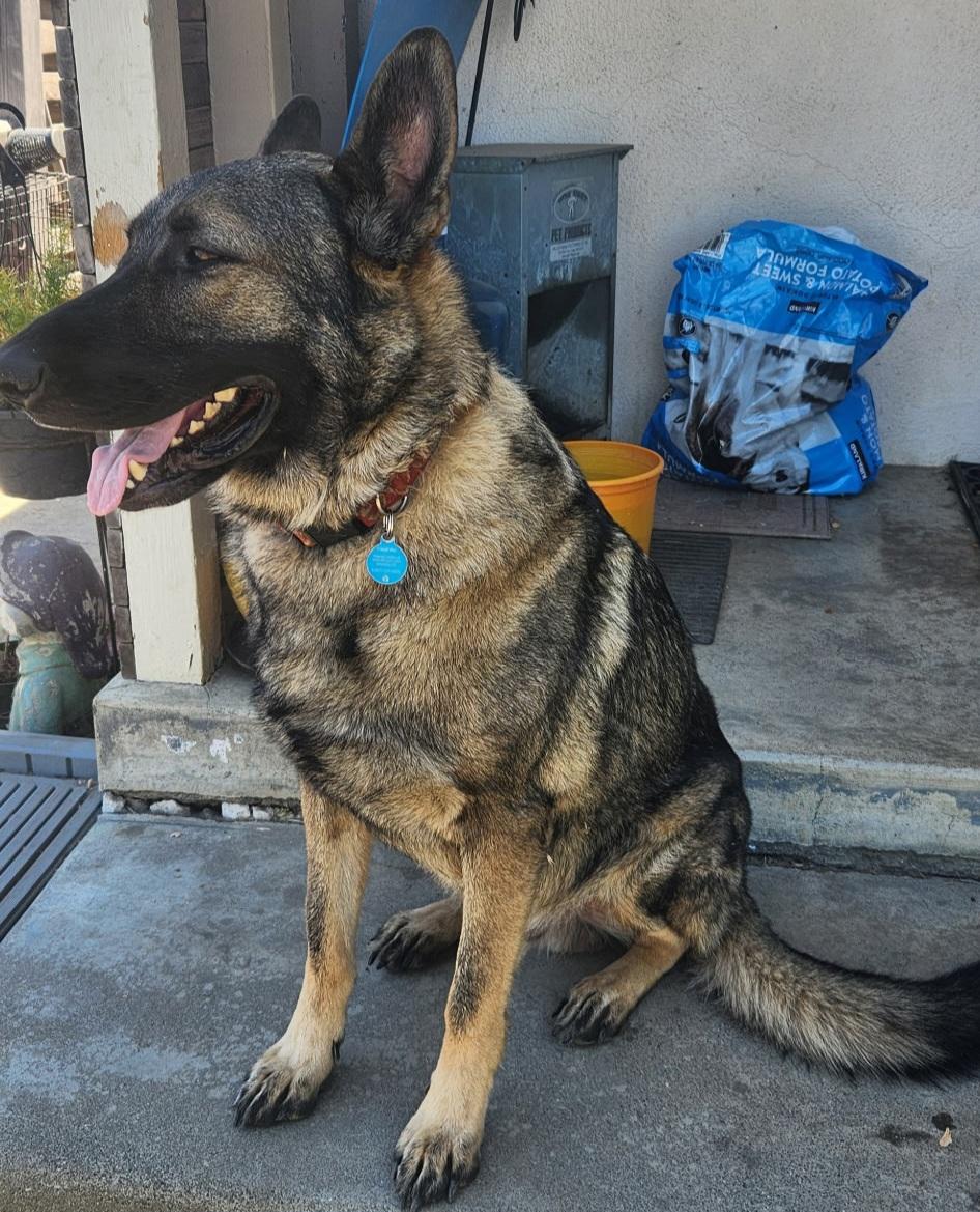 Osito, a ADOPTABLE German Shepherd Dog in Woodland, CA image 1/2