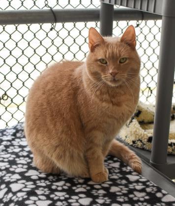 Steven, Adoptable, Senior Male Domestic Short Hair & Domestic Short Hair.