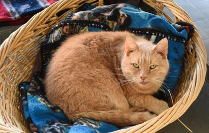 Enlarge Steven, a Adoptable Domestic Short Hair in Ringoes, NJ image 2/3
