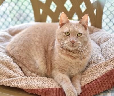 Steven, Adoptable, Senior Male Domestic Short Hair & Domestic Short Hair.
