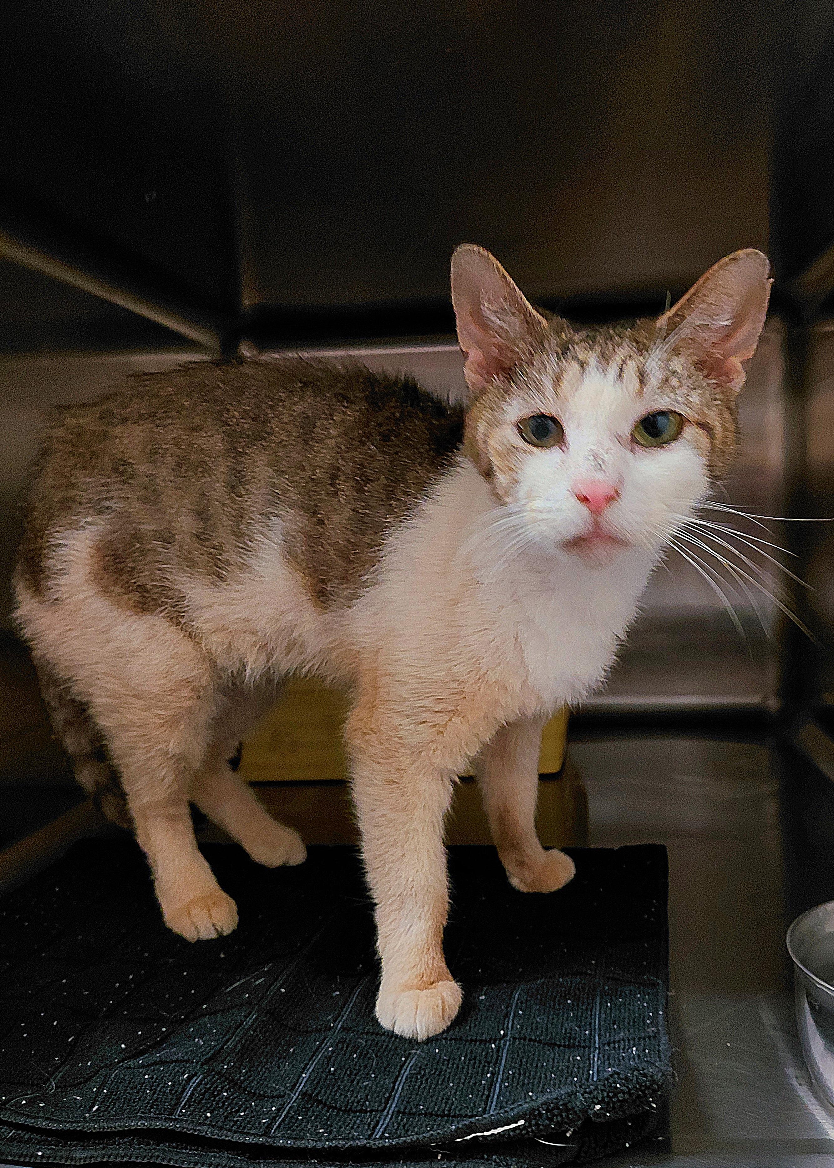 Gwendolyn, Adoptable, Adult Female Domestic Short Hair.