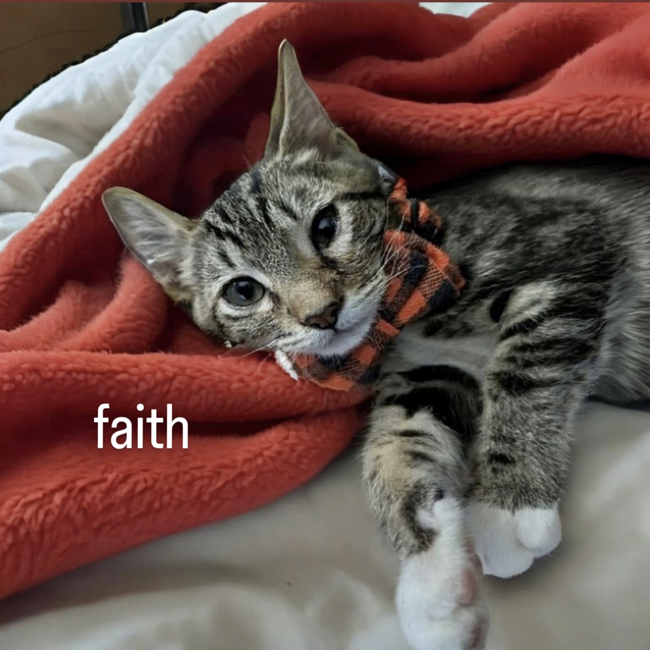 Faith, a Adoptable Domestic Short Hair in Pittstown, NJ image 5/6