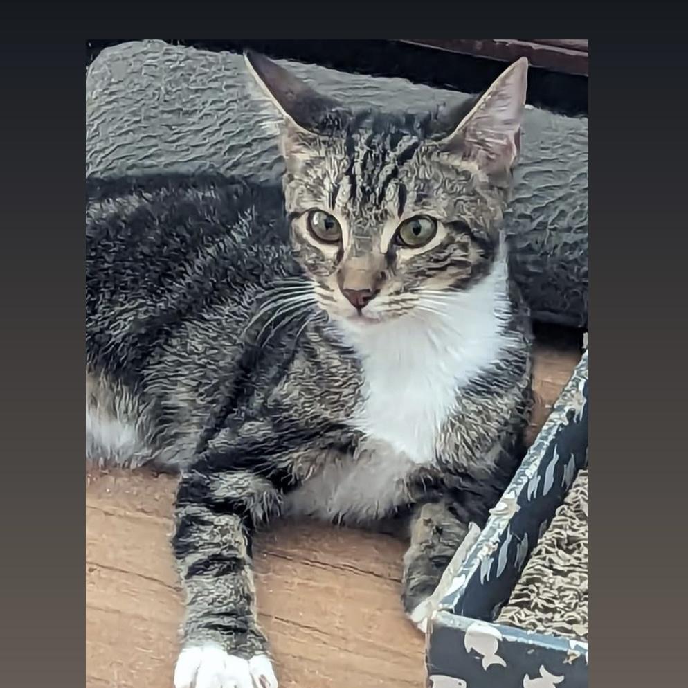 Faith, a Adoptable Domestic Short Hair in Pittstown, NJ image 6/6