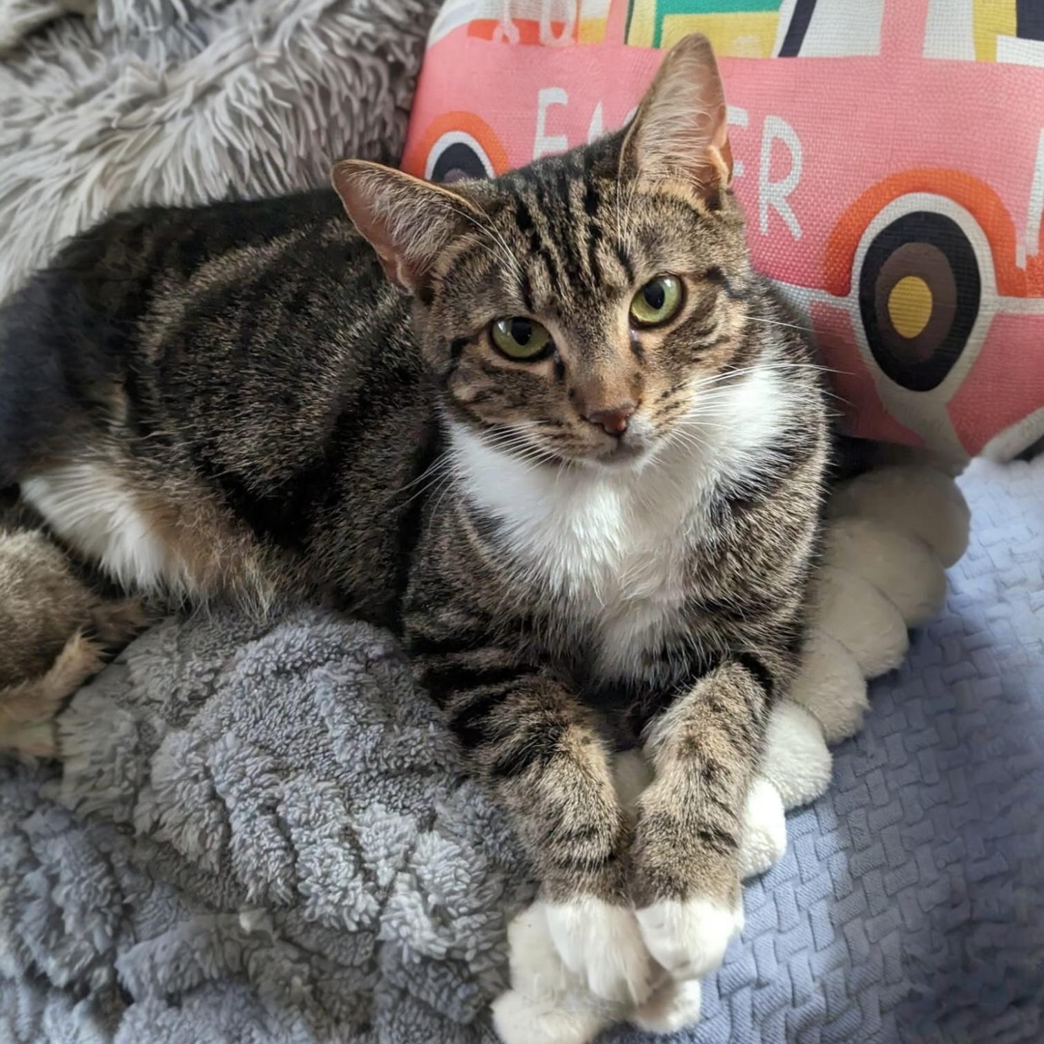 Faith, Adoptable, Young Female Domestic Short Hair.