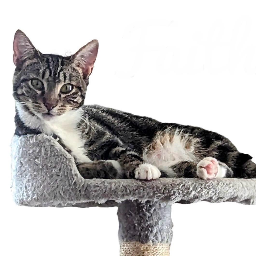 Faith, a Adoptable Domestic Short Hair in Pittstown, NJ image 3/6