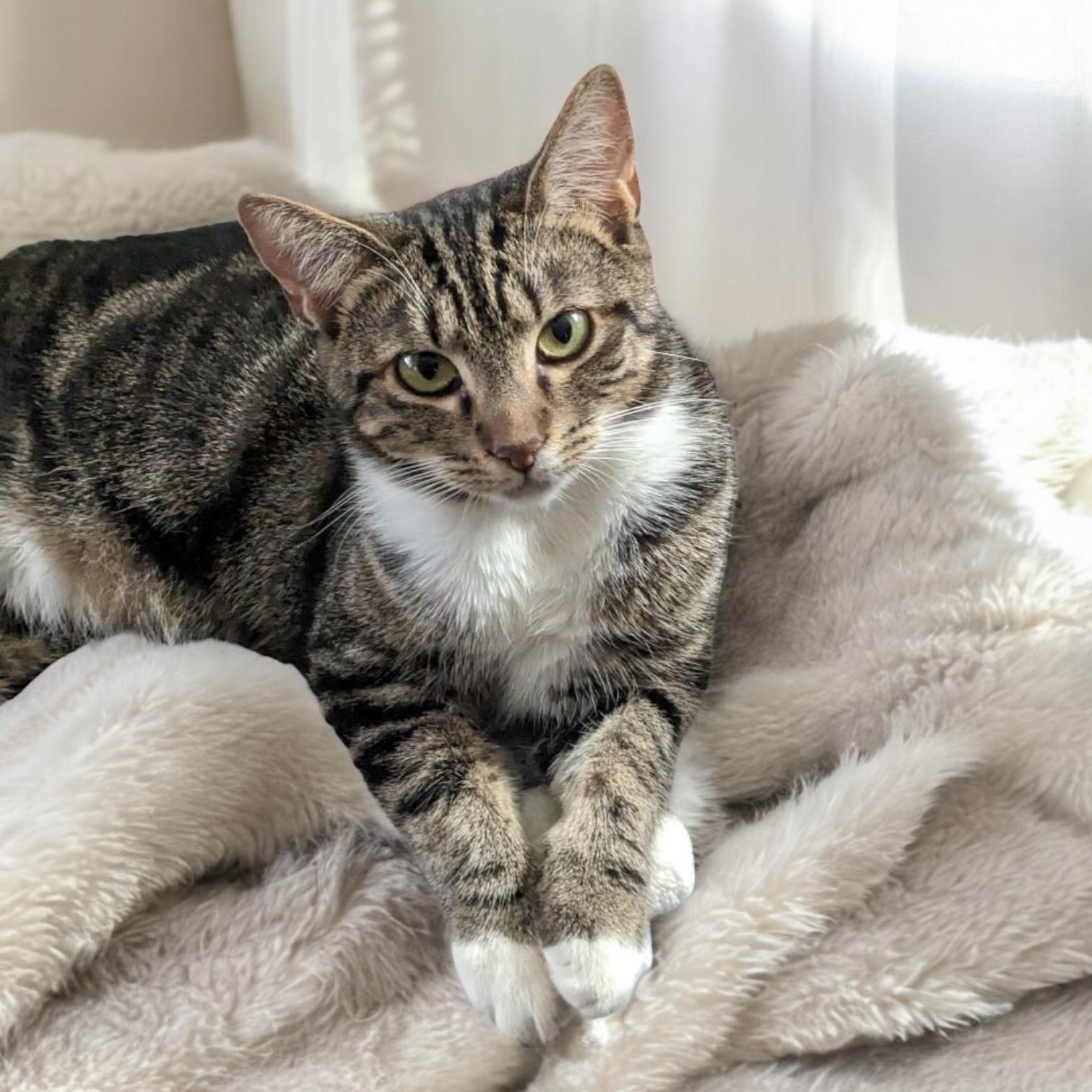 Faith, a Adoptable Domestic Short Hair in Pittstown, NJ image 2/6