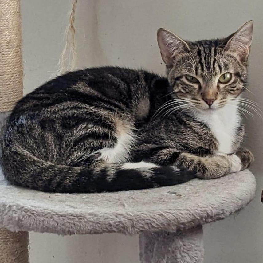 Faith, a Adoptable Domestic Short Hair in Pittstown, NJ image 4/6