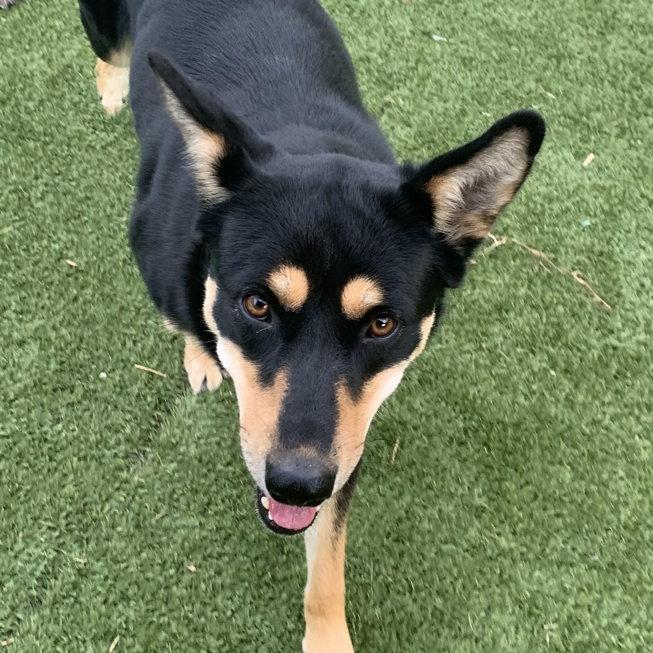 Nessa, a Adoptable mixed breed in Atlanta, GA image 2/6