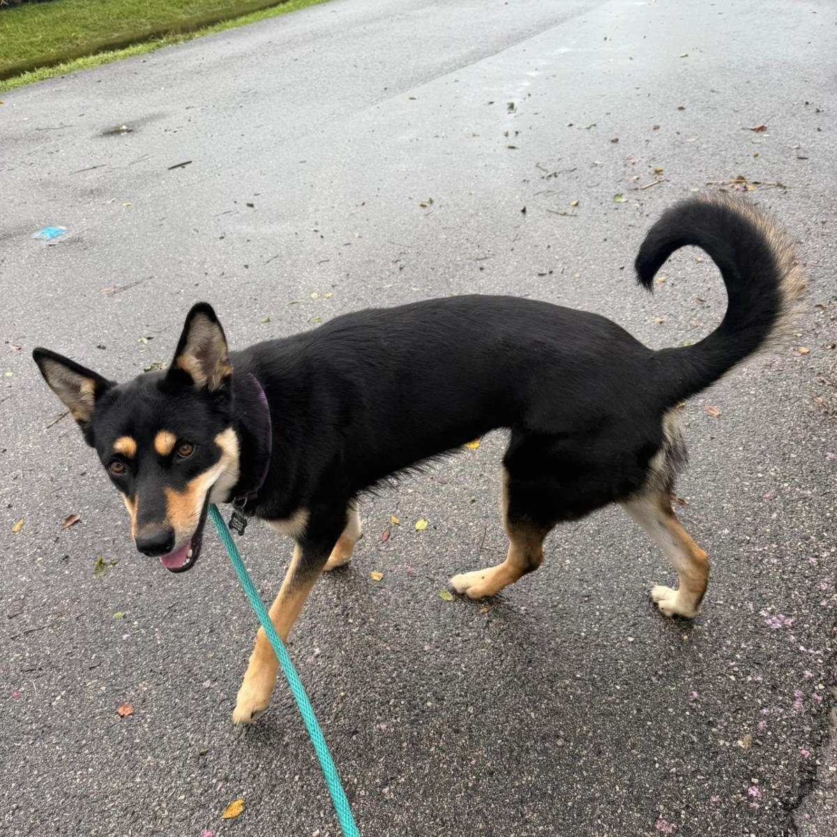 Nessa, a Adoptable mixed breed in Atlanta, GA image 5/6