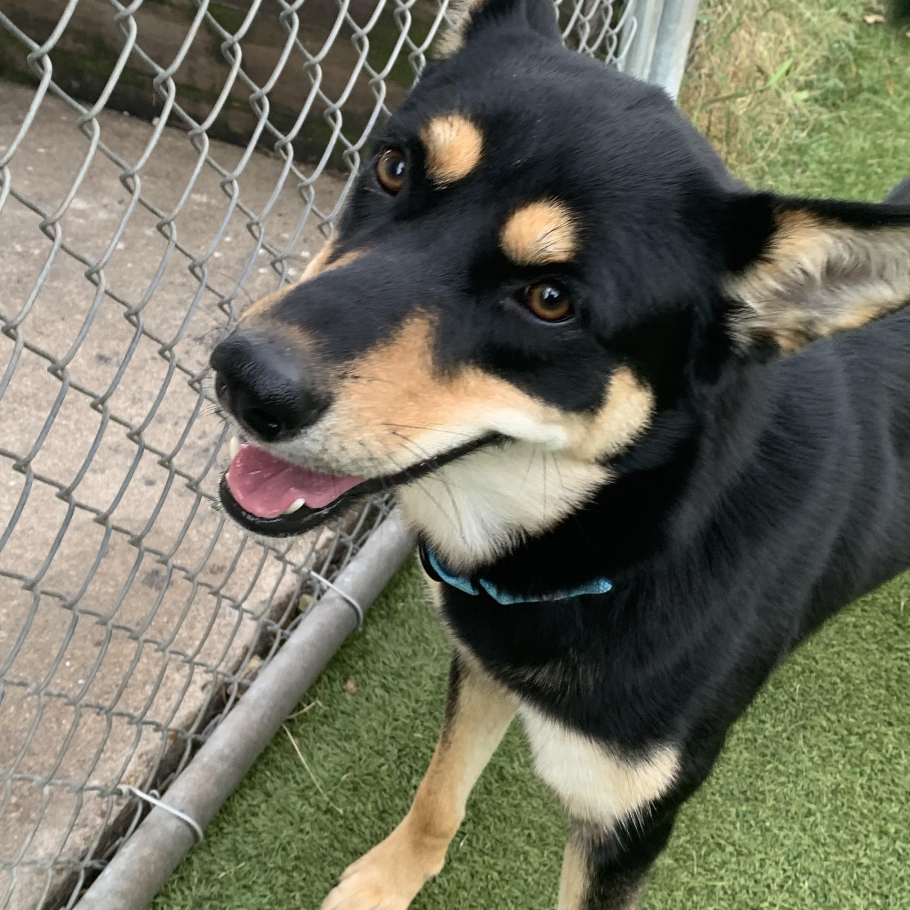 Nessa, a Adoptable mixed breed in Atlanta, GA image 6/6