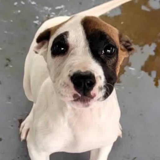 Enlarge SPANKY, a ADOPTABLE mixed breed in Glocester, RI image 1/6