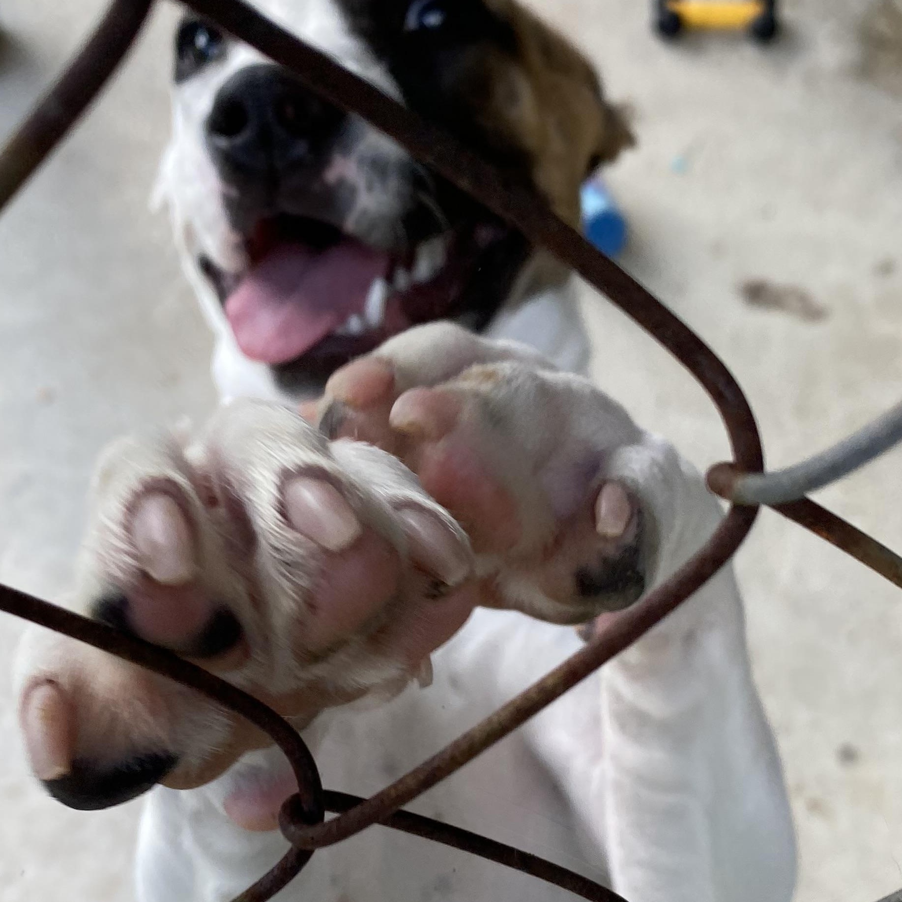 SPANKY, a ADOPTABLE mixed breed in Glocester, RI image 2/4