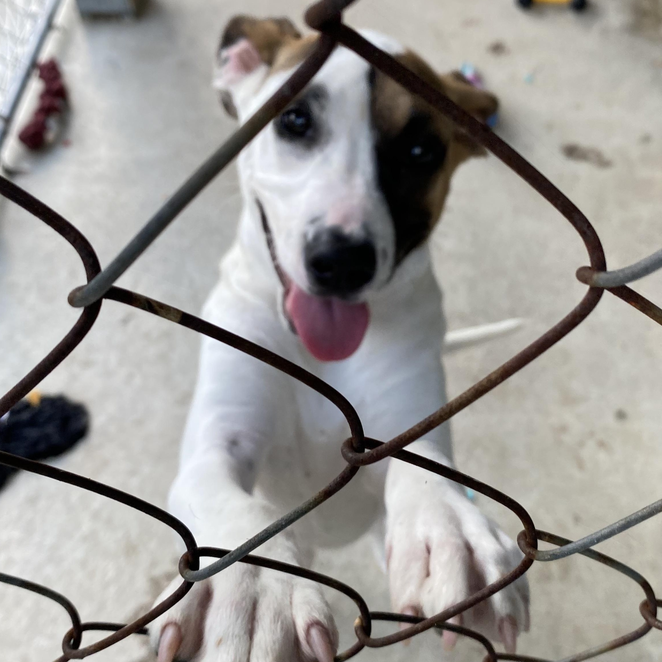 SPANKY, a ADOPTABLE mixed breed in Glocester, RI image 1/4