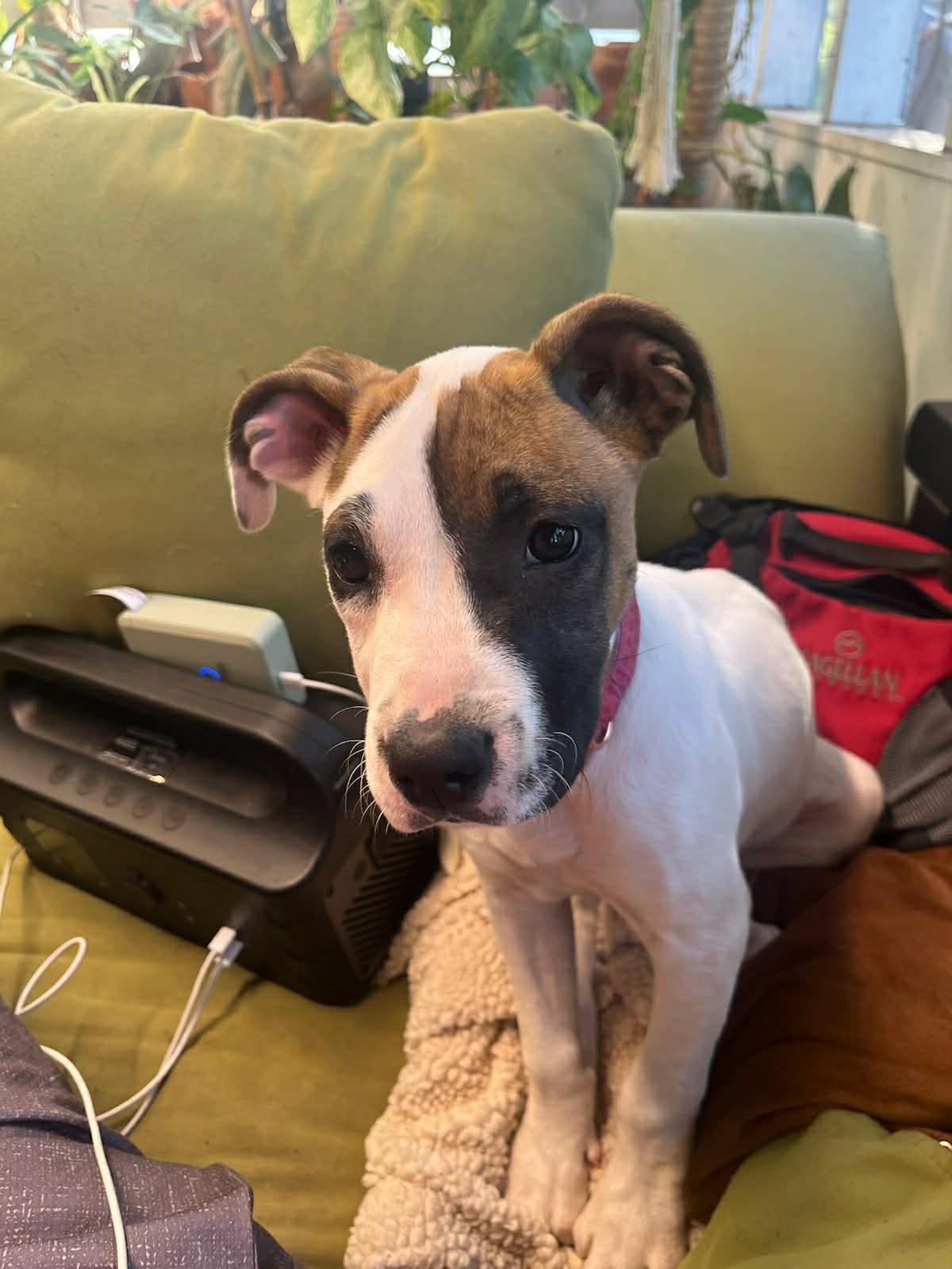 Enlarge SPANKY, a ADOPTABLE mixed breed in Glocester, RI image 4/6