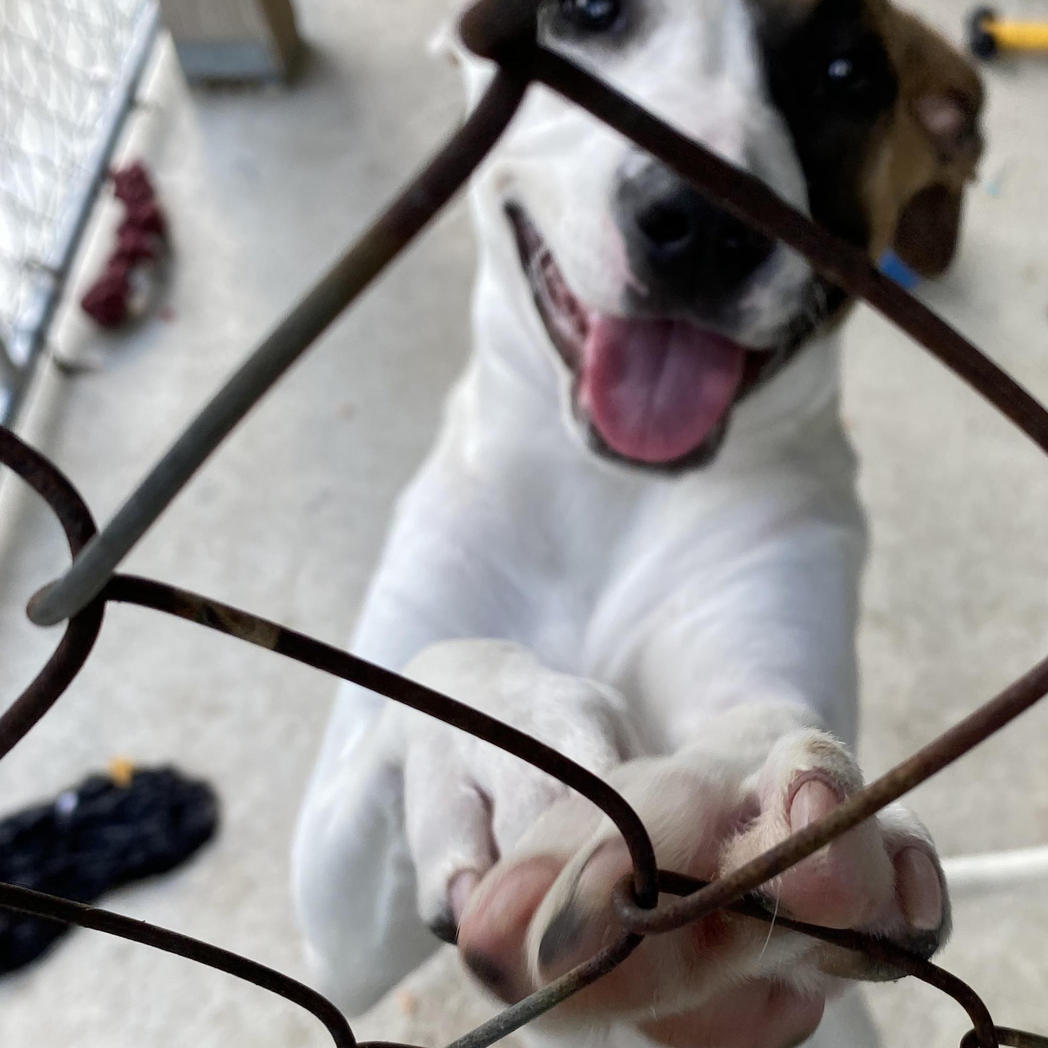 SPANKY, a ADOPTABLE mixed breed in Glocester, RI image 4/4