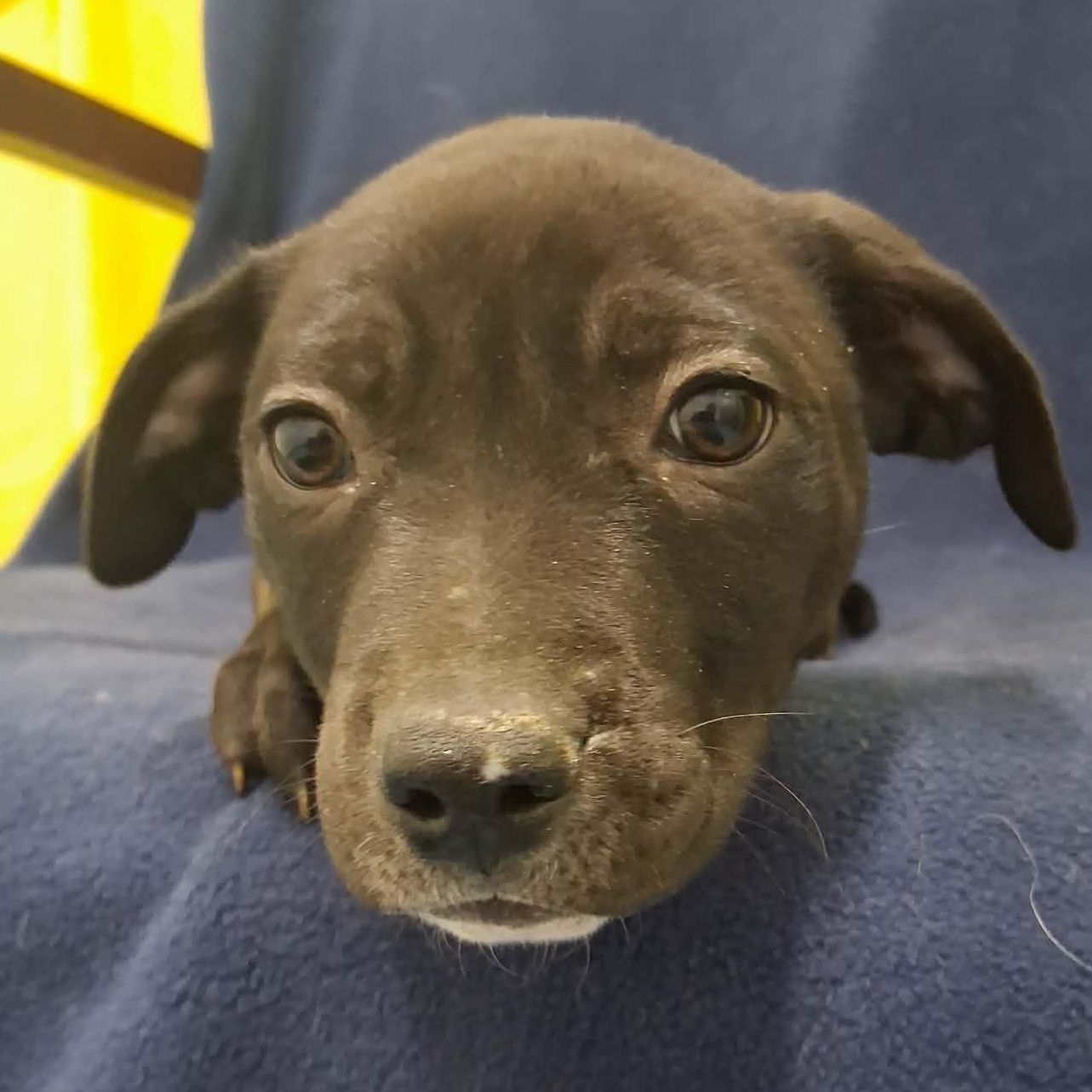 Enlarge Charlie, a ADOPTABLE mixed breed in Springfield, VT image 2/6