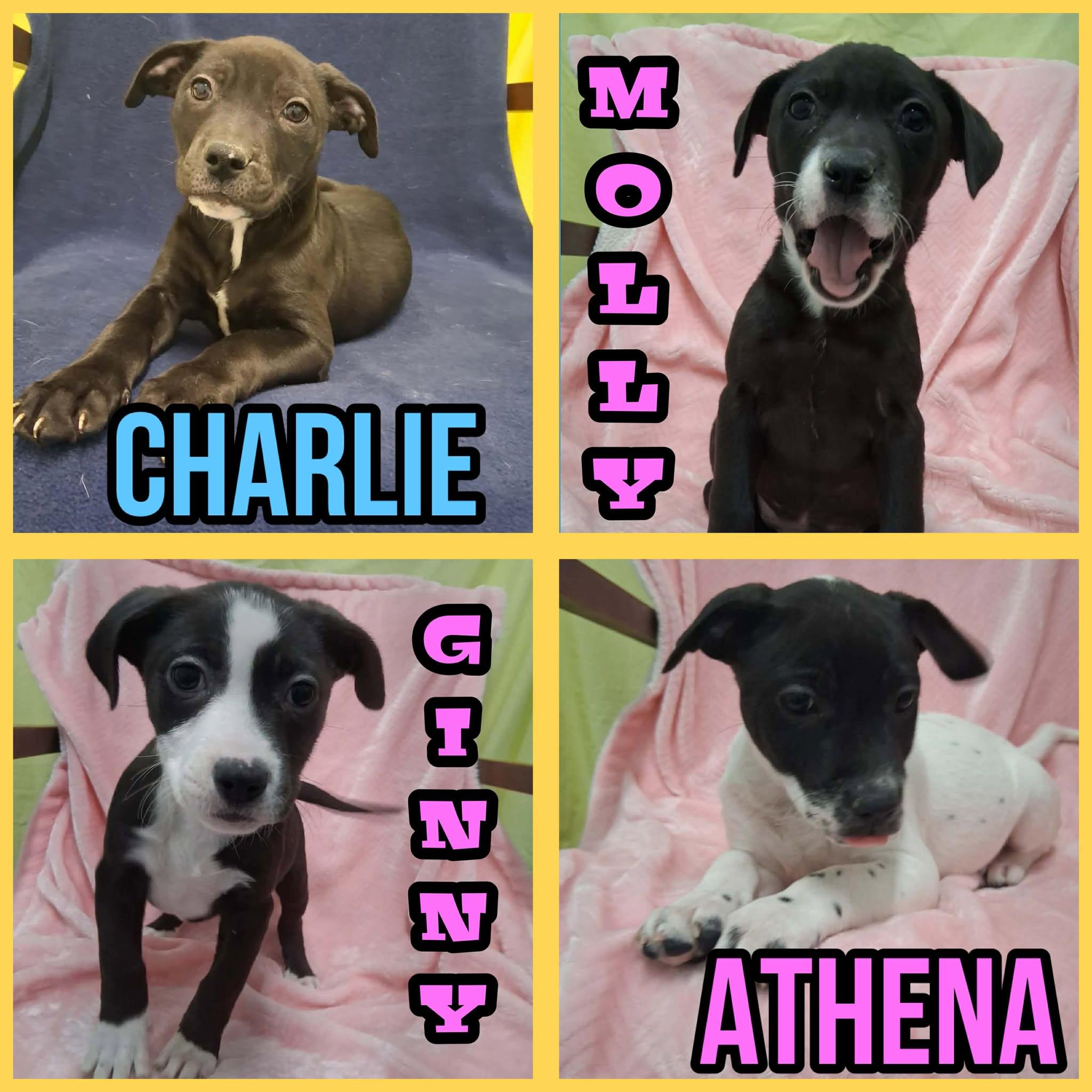 Enlarge Charlie, a ADOPTABLE mixed breed in Springfield, VT image 3/6