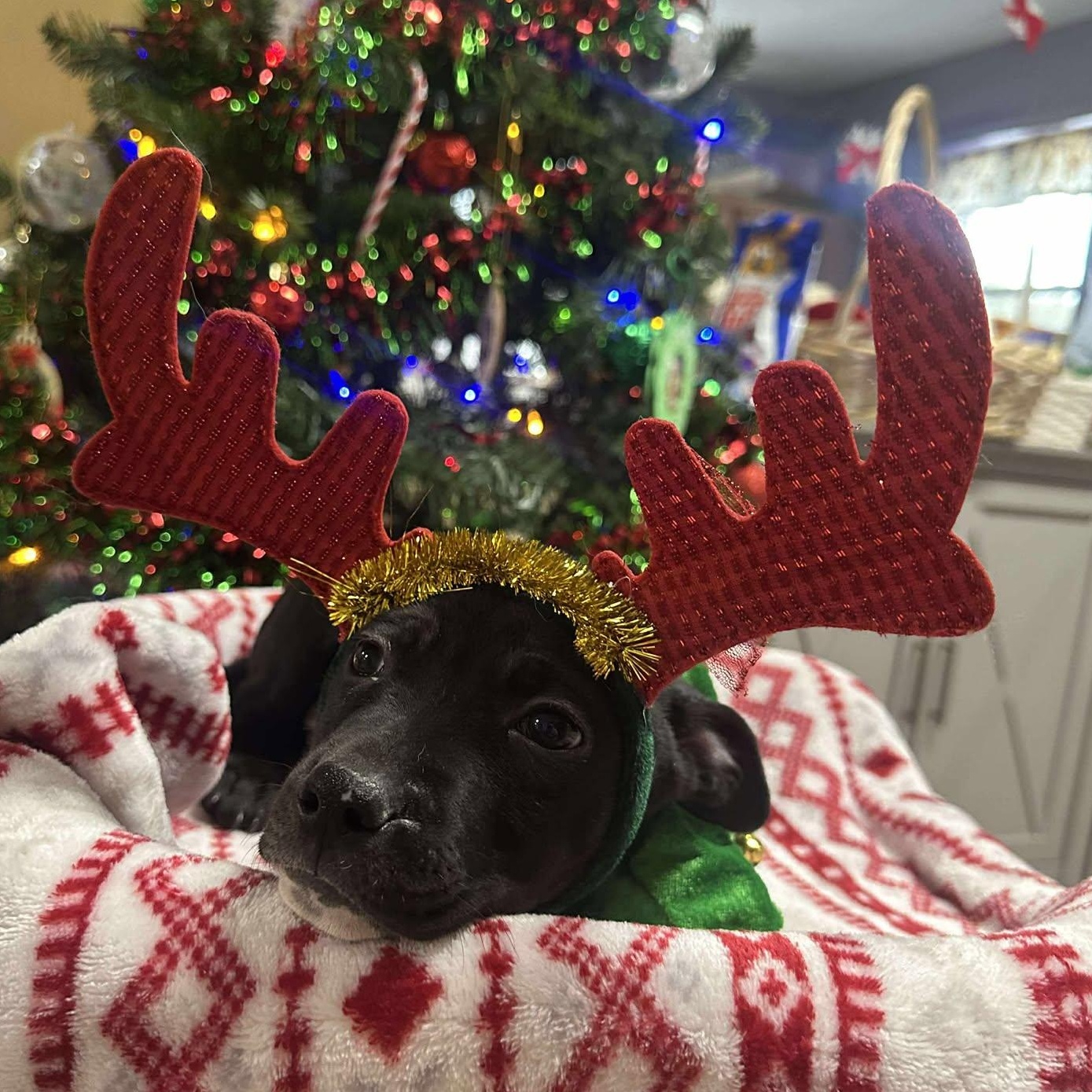 Charlie, ADOPTABLE, Puppy Male Mixed Breed.