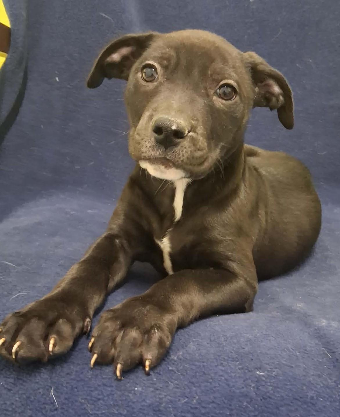Enlarge Charlie, a ADOPTABLE mixed breed in Springfield, VT image 5/6