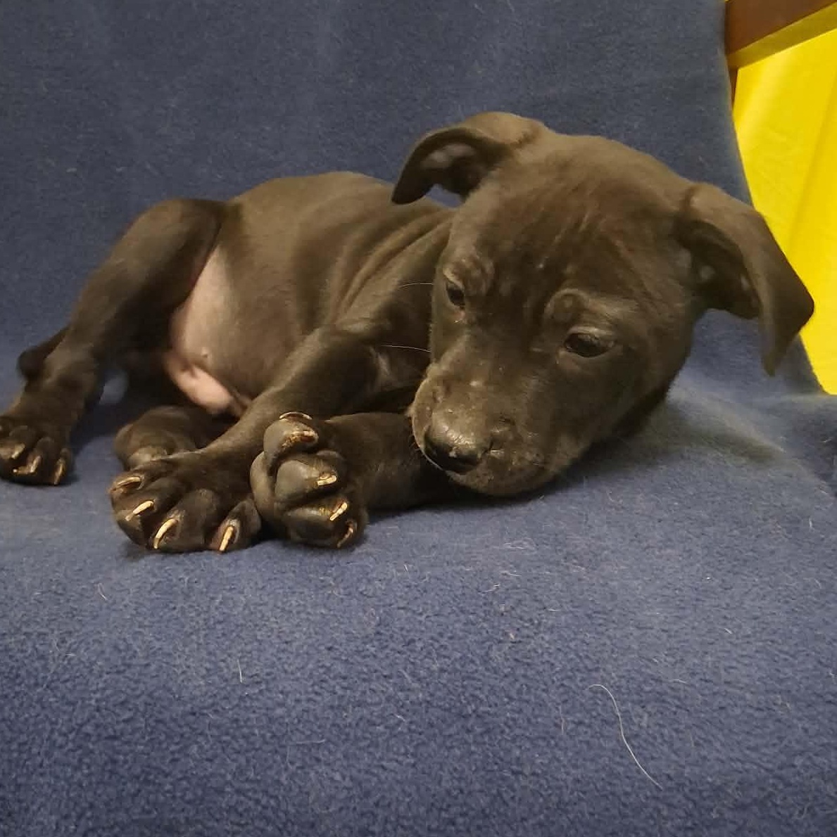 Enlarge Charlie, a ADOPTABLE mixed breed in Springfield, VT image 4/6