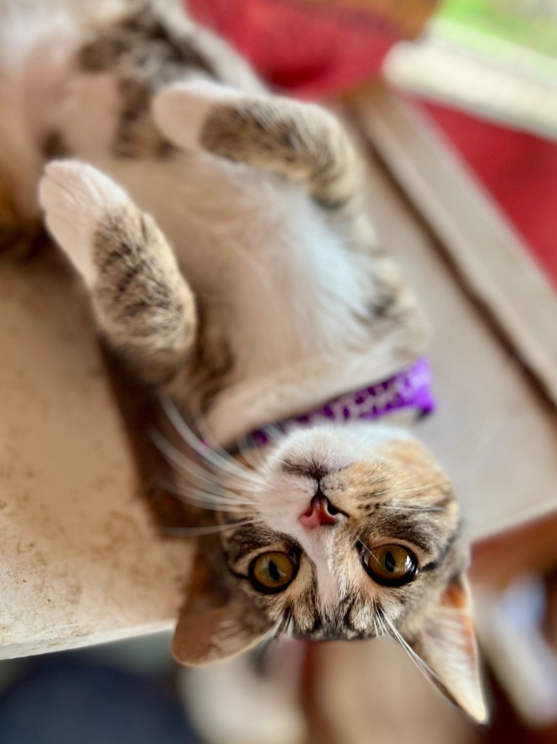 Mercury