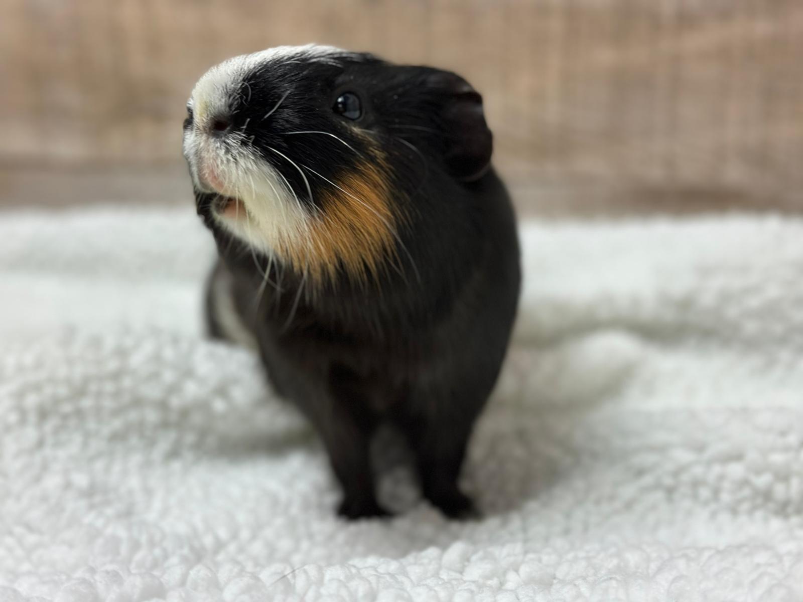 Enlarge Jiffy, a Adoptable Guinea Pig in Fountain Valley, CA image 1/1
