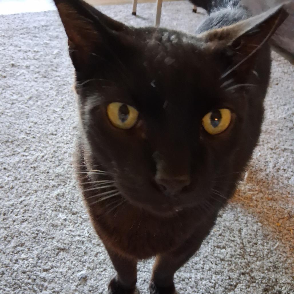 Chubbs, Adoptable, Adult Female Domestic Short Hair.