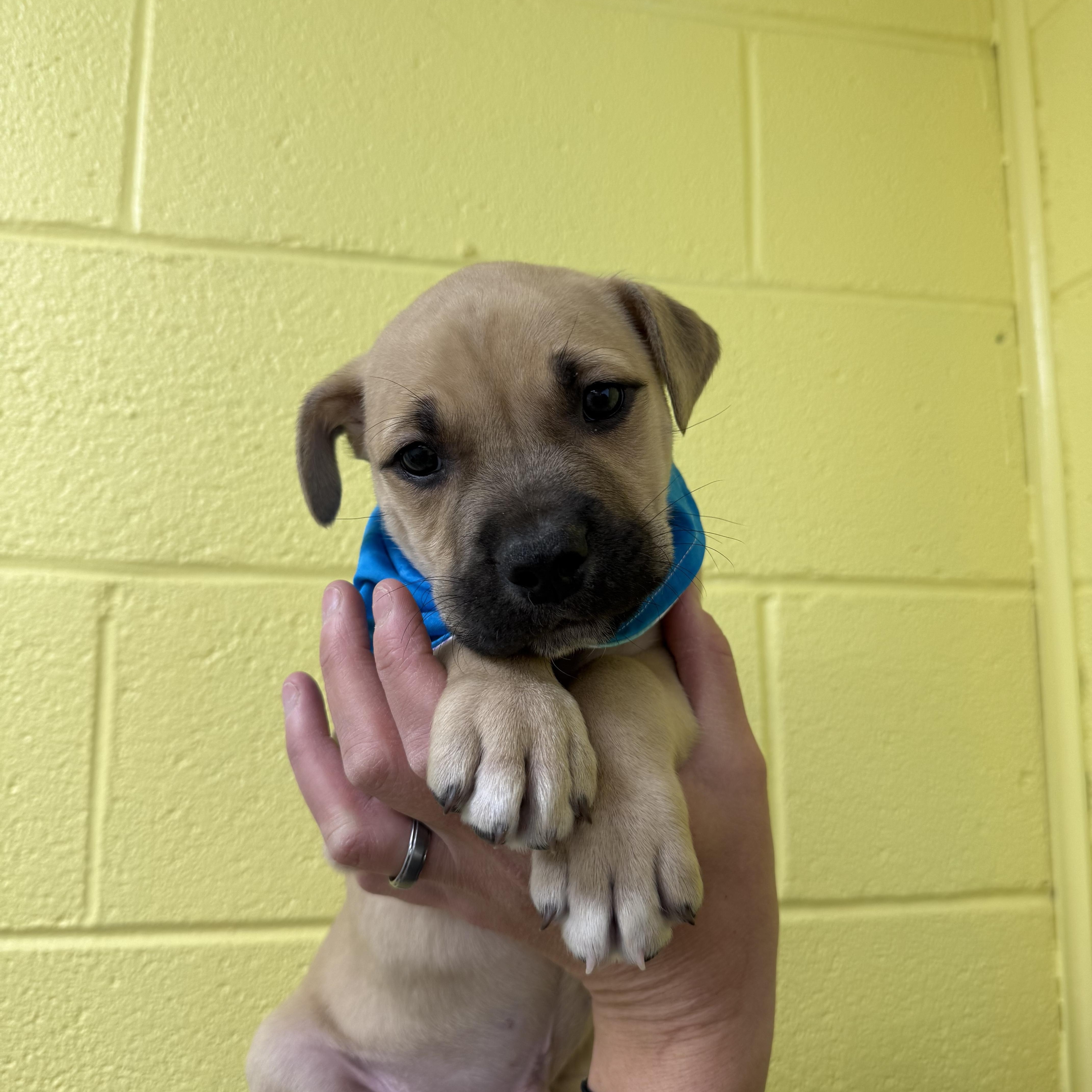 Enlarge Harry Styles, a Adoptable mixed breed in Hiawatha, KS image 1/6