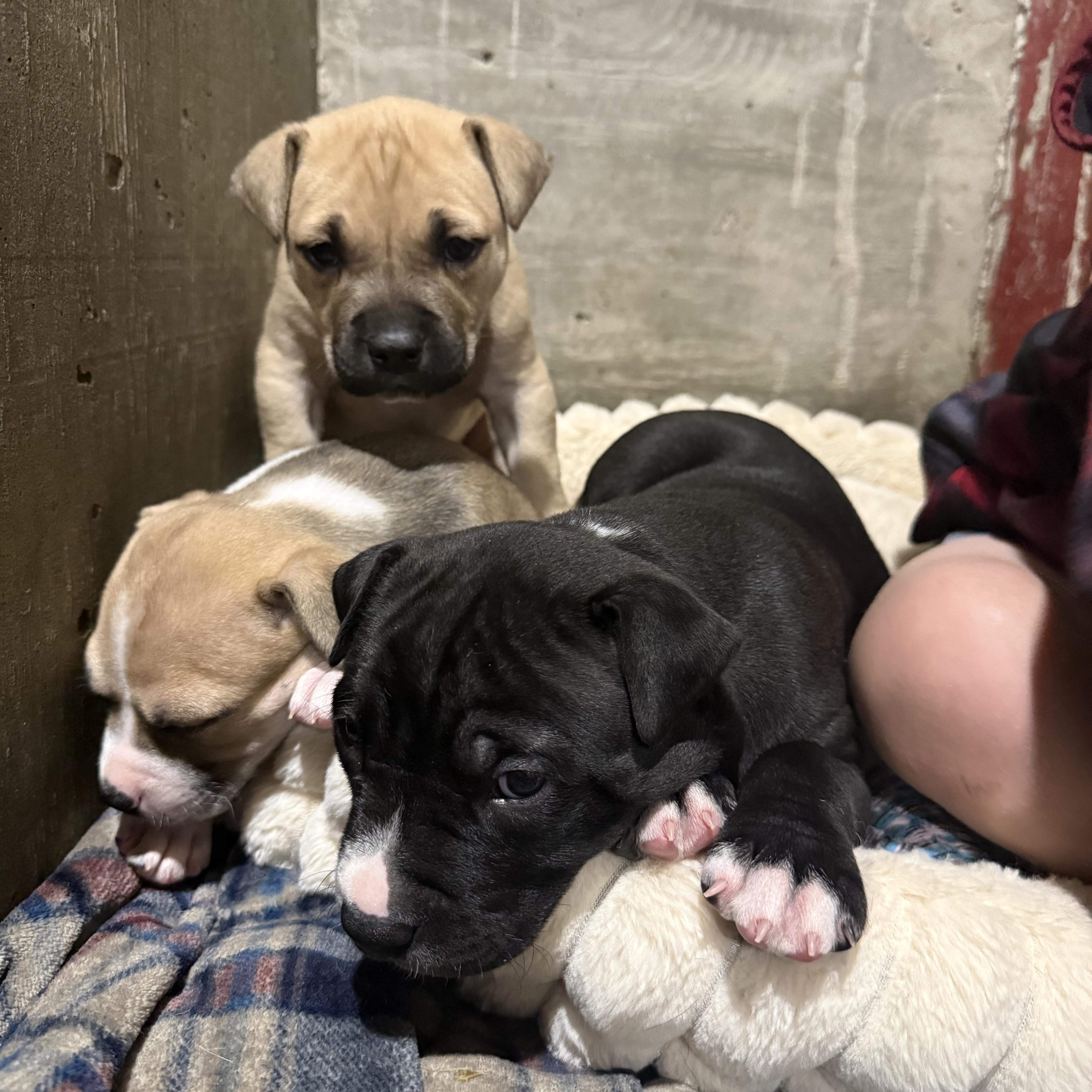 Enlarge Harry Styles, a Adoptable mixed breed in Hiawatha, KS image 2/6