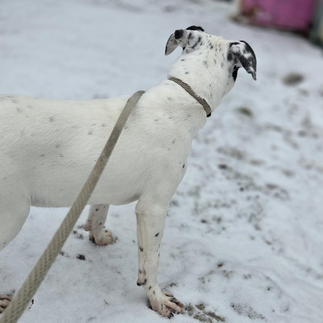 Enlarge Pongo, a Adoptable mixed breed in Pittsford, VT image 1/3
