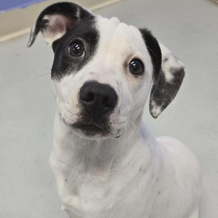 Enlarge Pongo, a Adoptable mixed breed in Pittsford, VT image 1/2