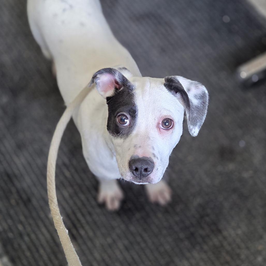 Enlarge Pongo, a Adoptable mixed breed in Pittsford, VT image 2/3