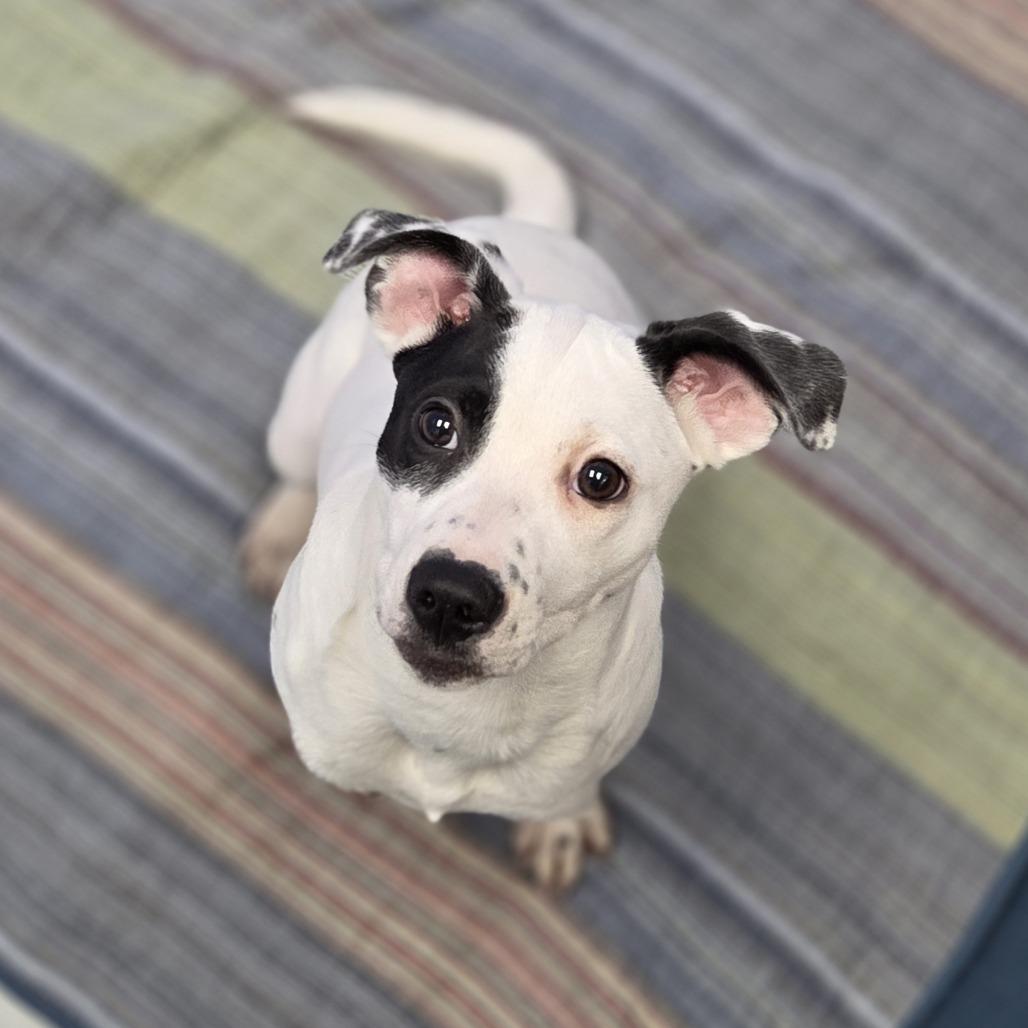 Enlarge Pongo, a Adoptable mixed breed in Pittsford, VT image 3/3
