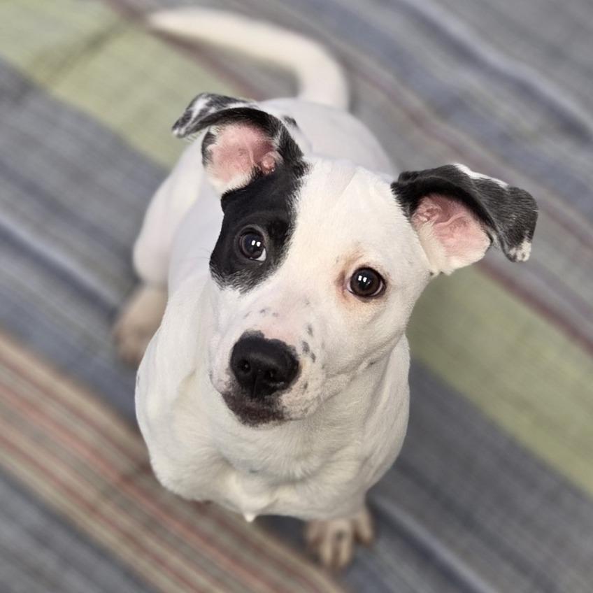 Enlarge Pongo, a Adoptable mixed breed in Pittsford, VT image 2/2