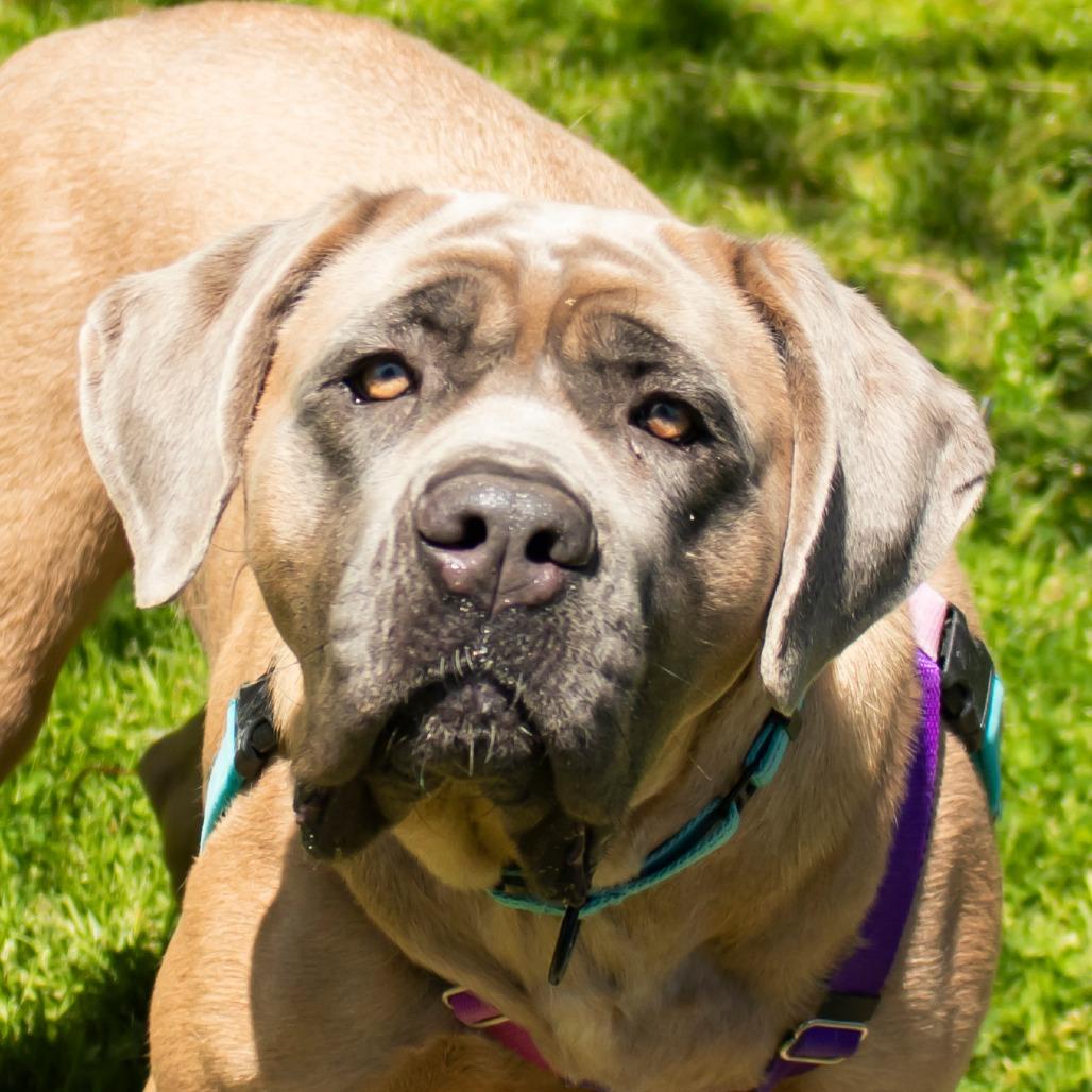 Topaz, Adoptable, Adult Female Cane Corso.