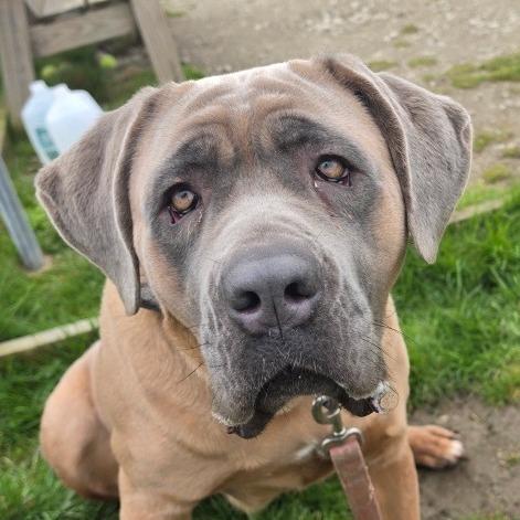 Topaz, a Adoptable Cane Corso in Middletown, RI image 2/2