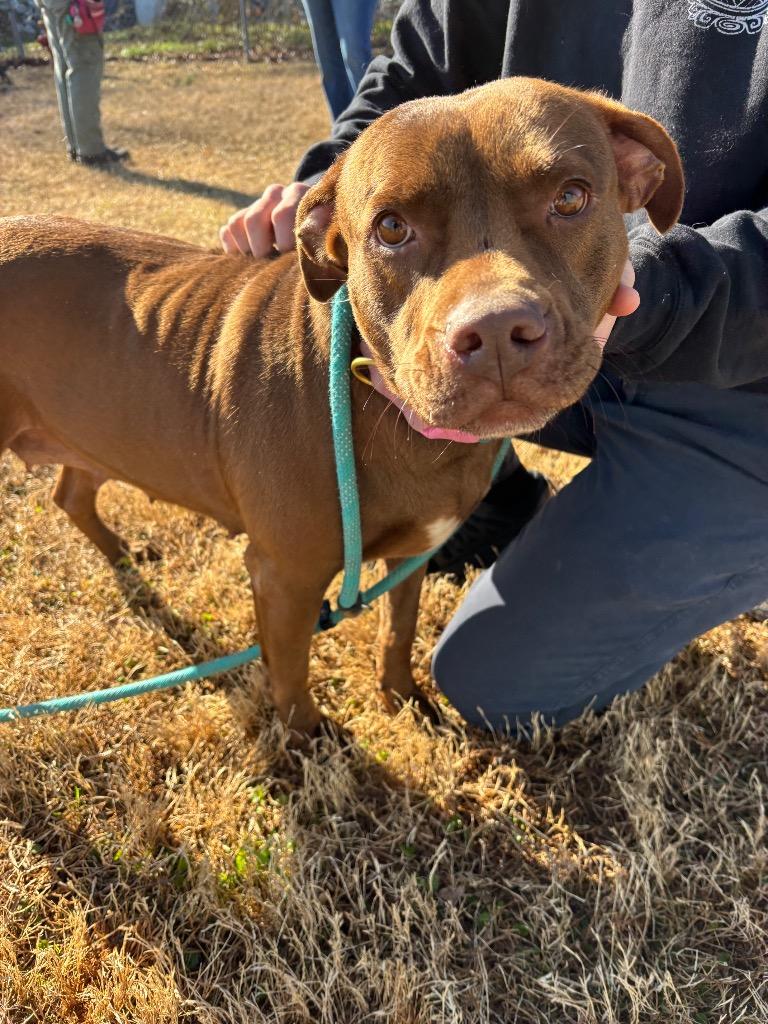 Roxy, Adoptable, Adult Female Bull Terrier.