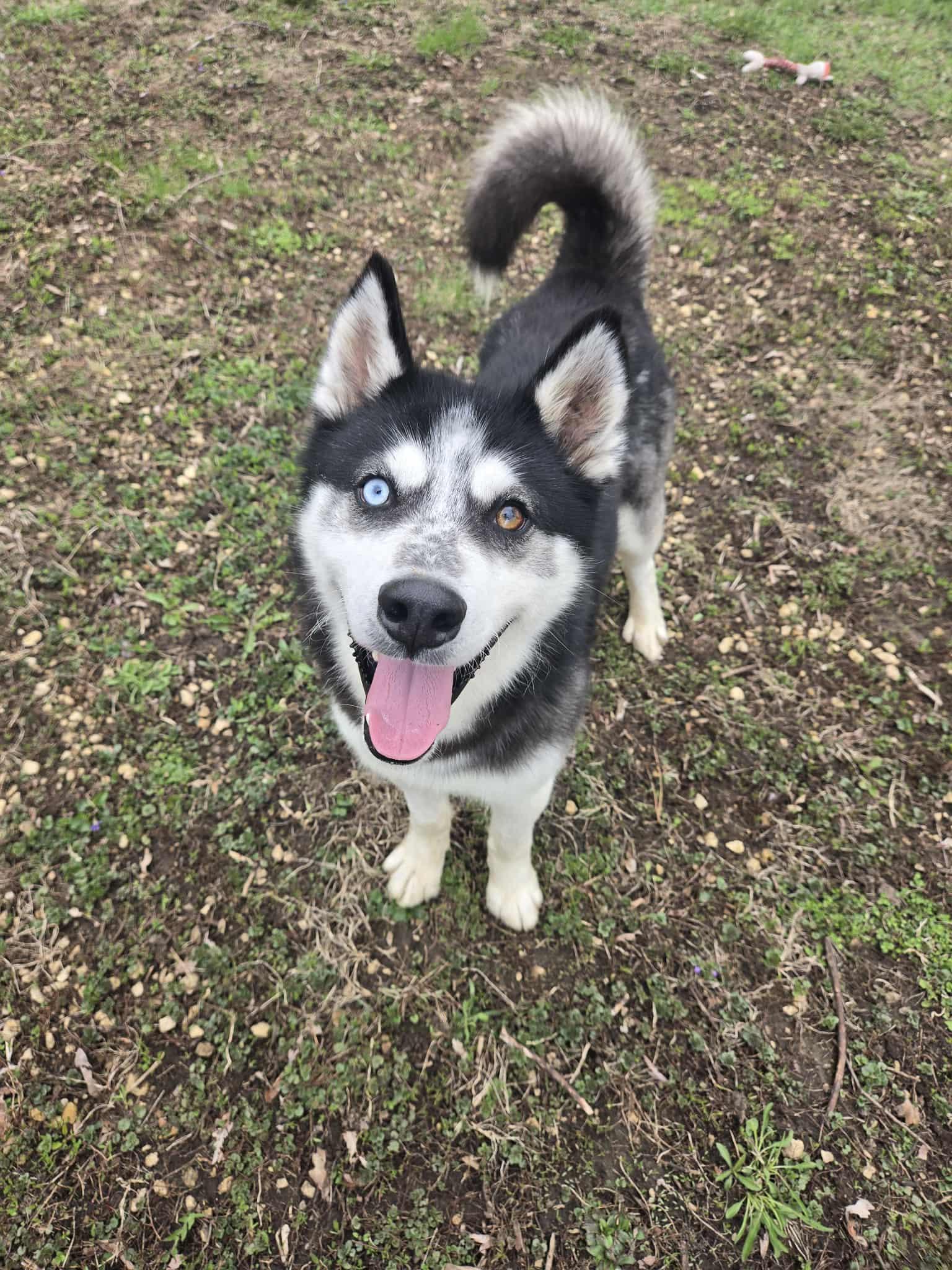 Enlarge Dakota, a ADOPTABLE Husky in Freeport, IL image 5/6