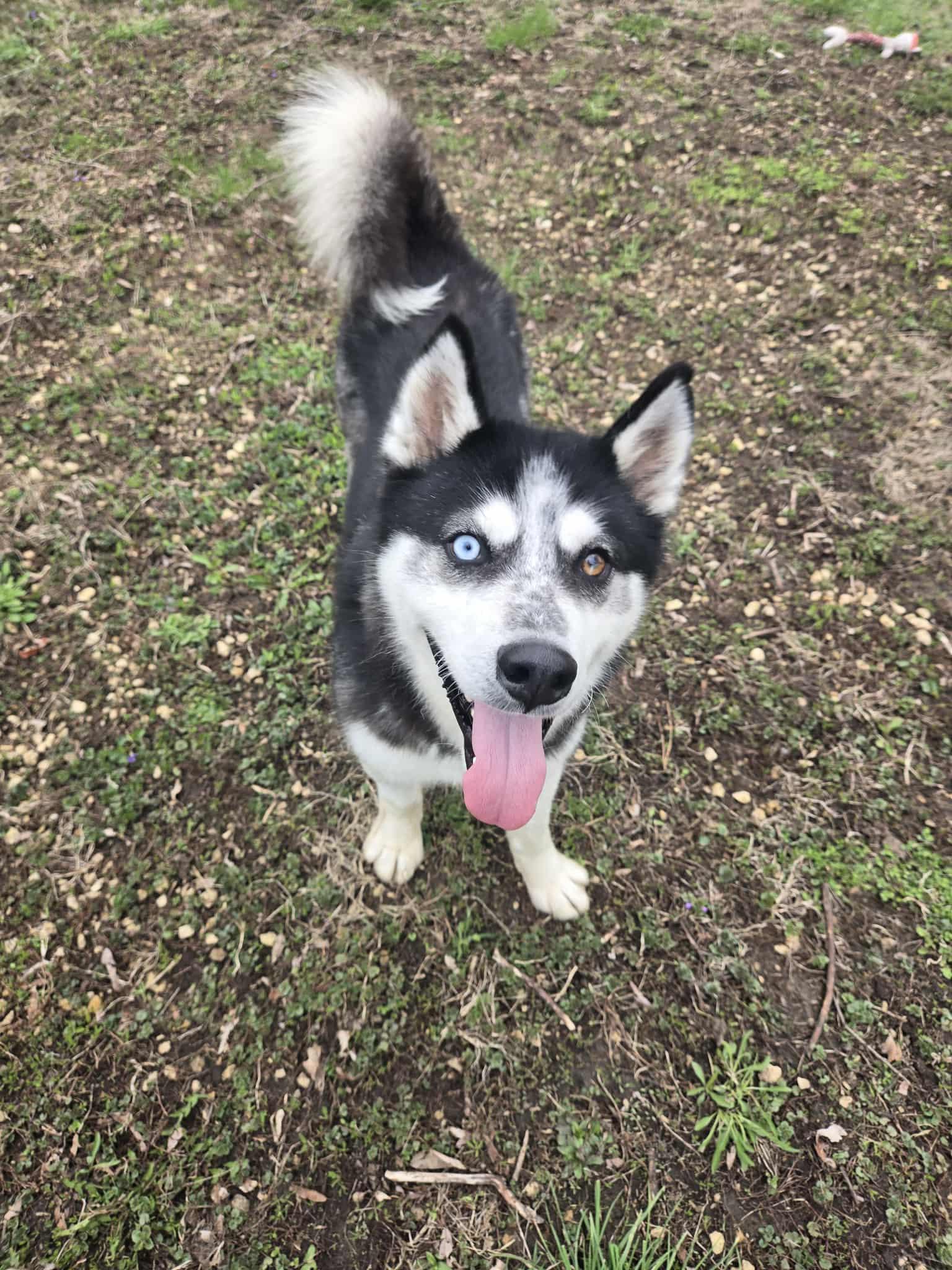 Enlarge Dakota, a ADOPTABLE Husky in Freeport, IL image 2/6