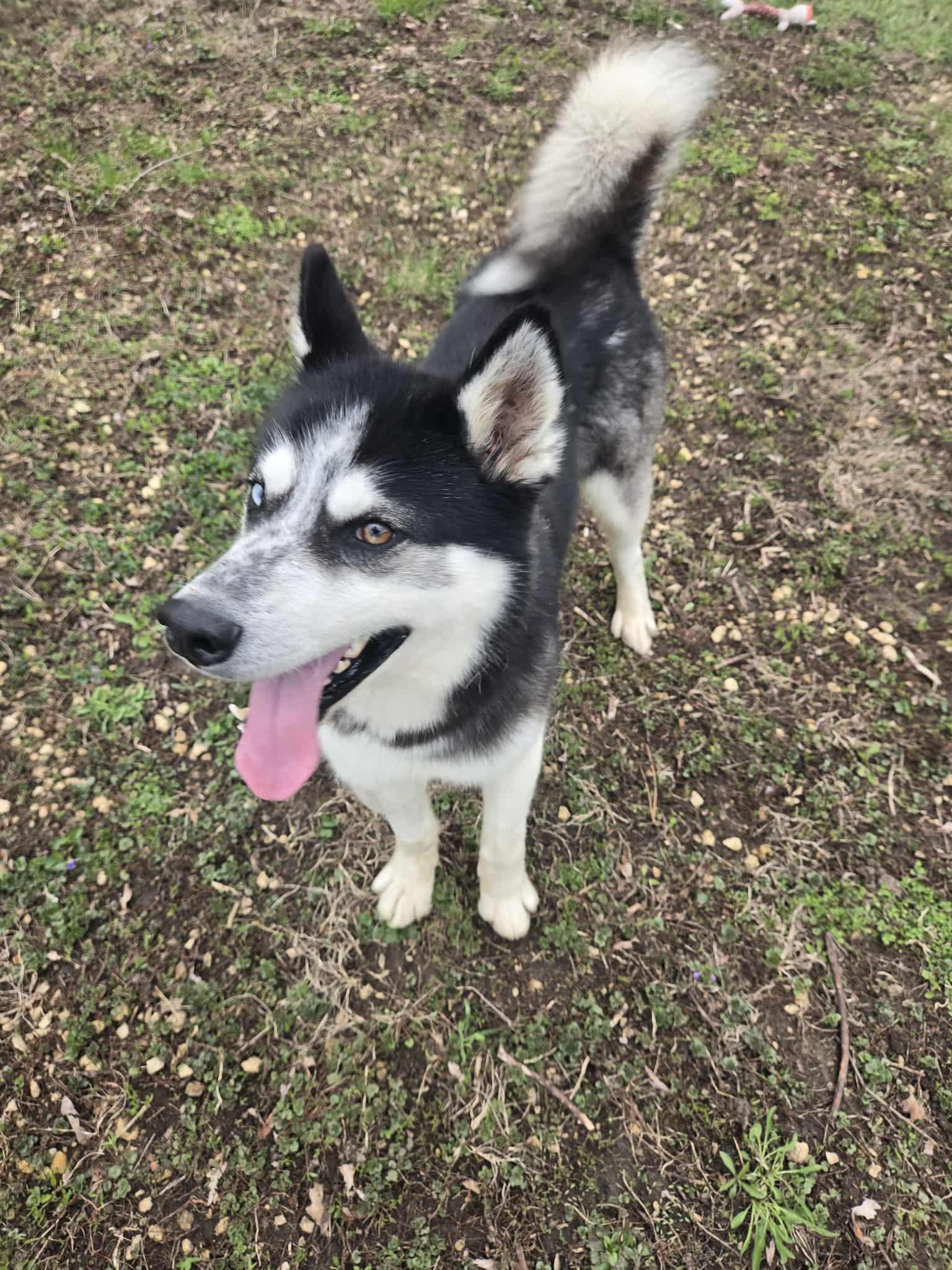 Enlarge Dakota, a ADOPTABLE Husky in Freeport, IL image 3/6