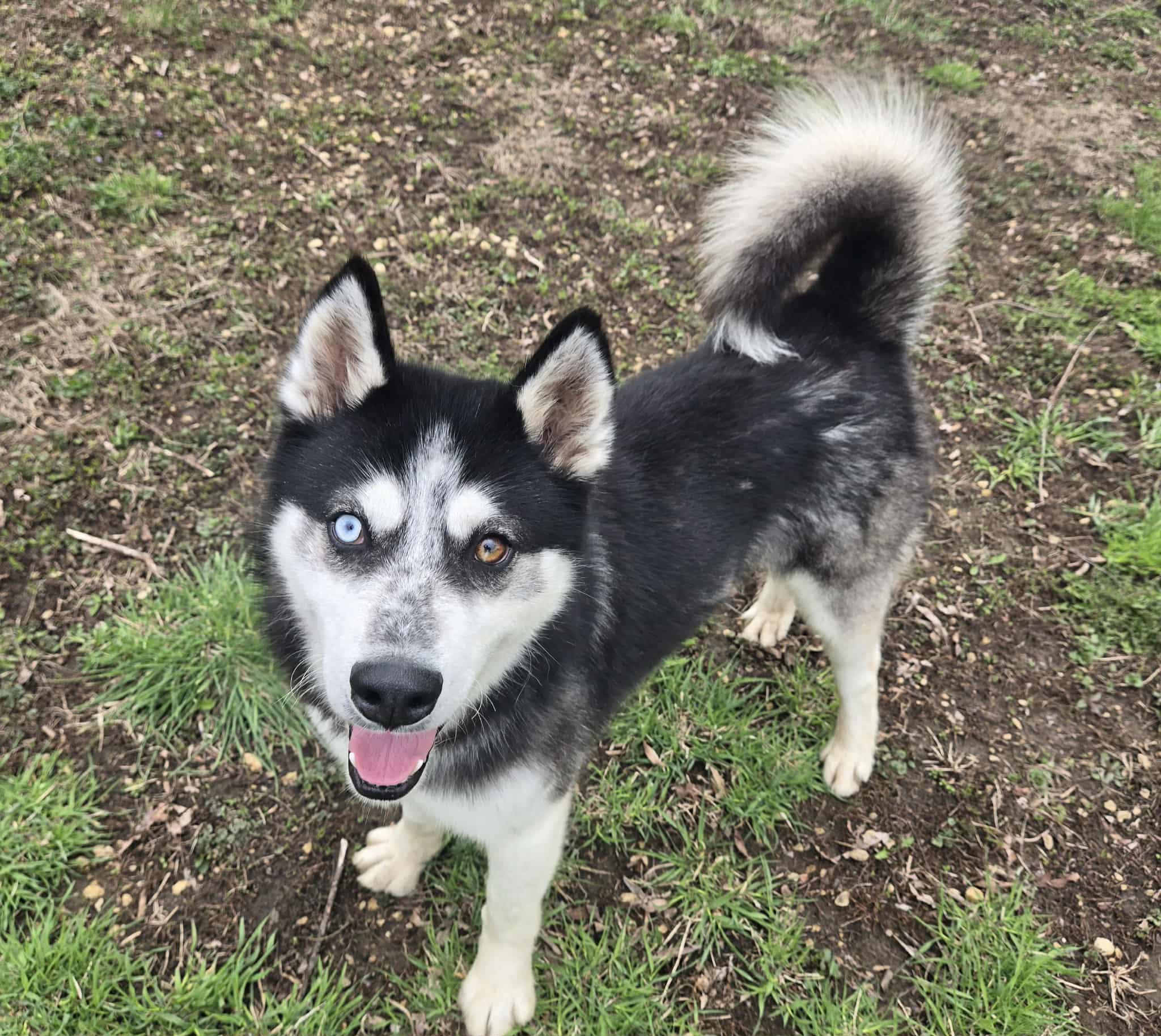 Enlarge Dakota, a ADOPTABLE Husky in Freeport, IL image 4/6