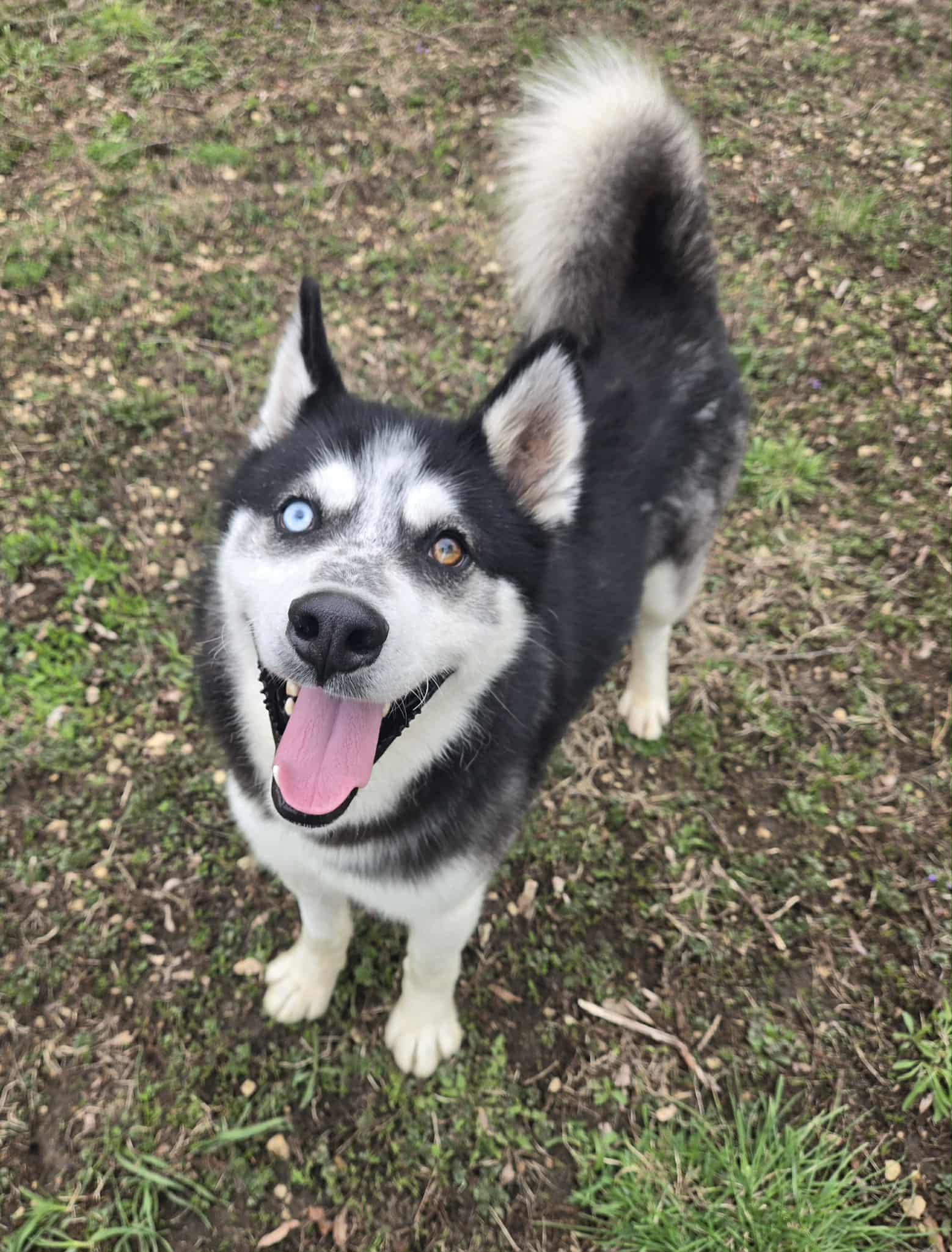 Enlarge Dakota, a ADOPTABLE Husky in Freeport, IL image 1/6