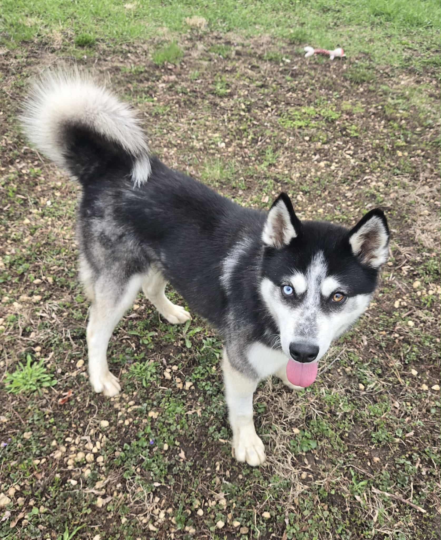 Enlarge Dakota, a ADOPTABLE Husky in Freeport, IL image 6/6