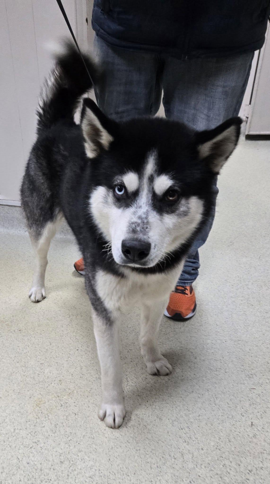 Enlarge Dakota, a ADOPTABLE Husky in Freeport, IL image 1/1