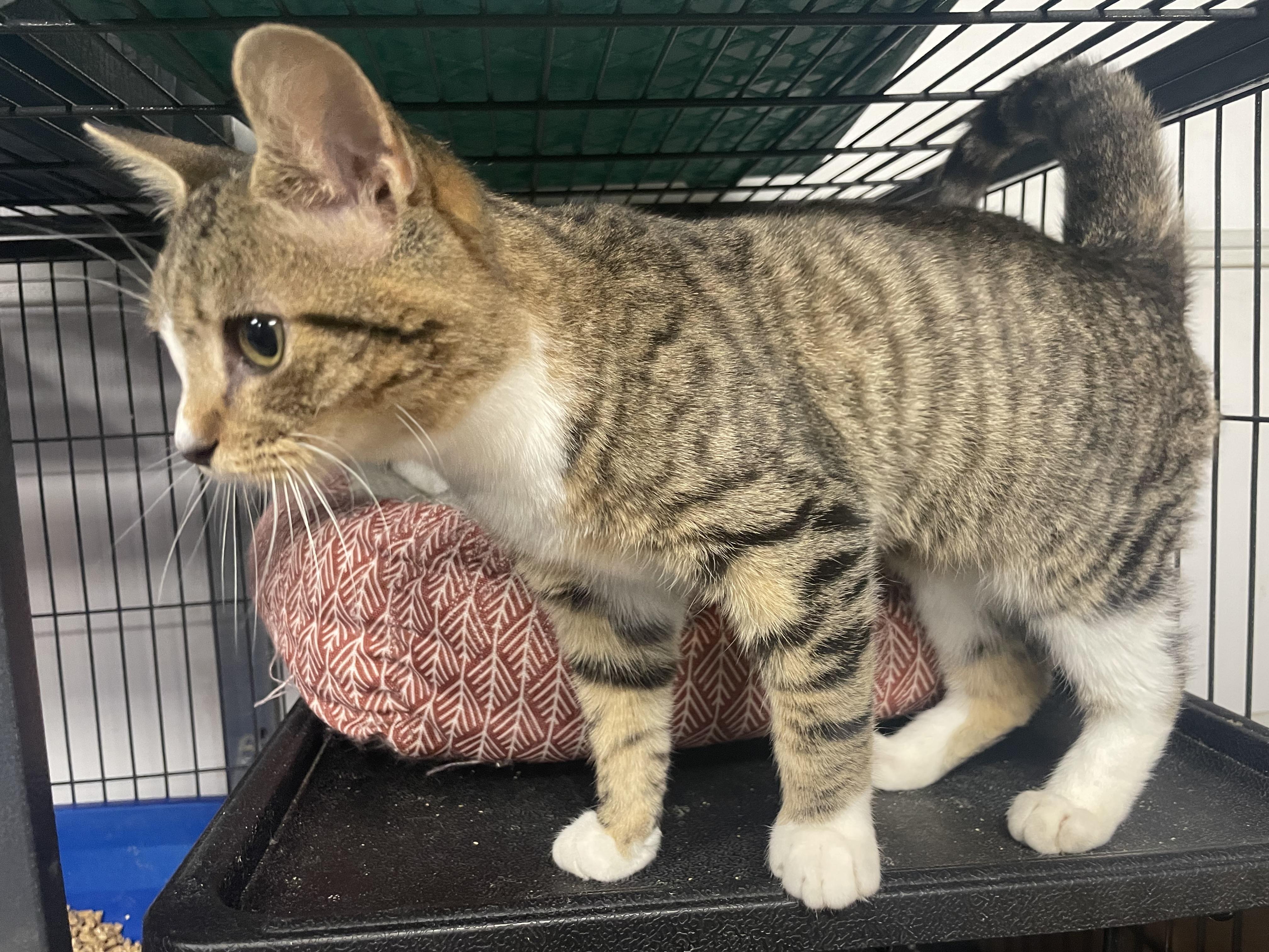 Joni, Adoptable, Adult Female Domestic Short Hair.