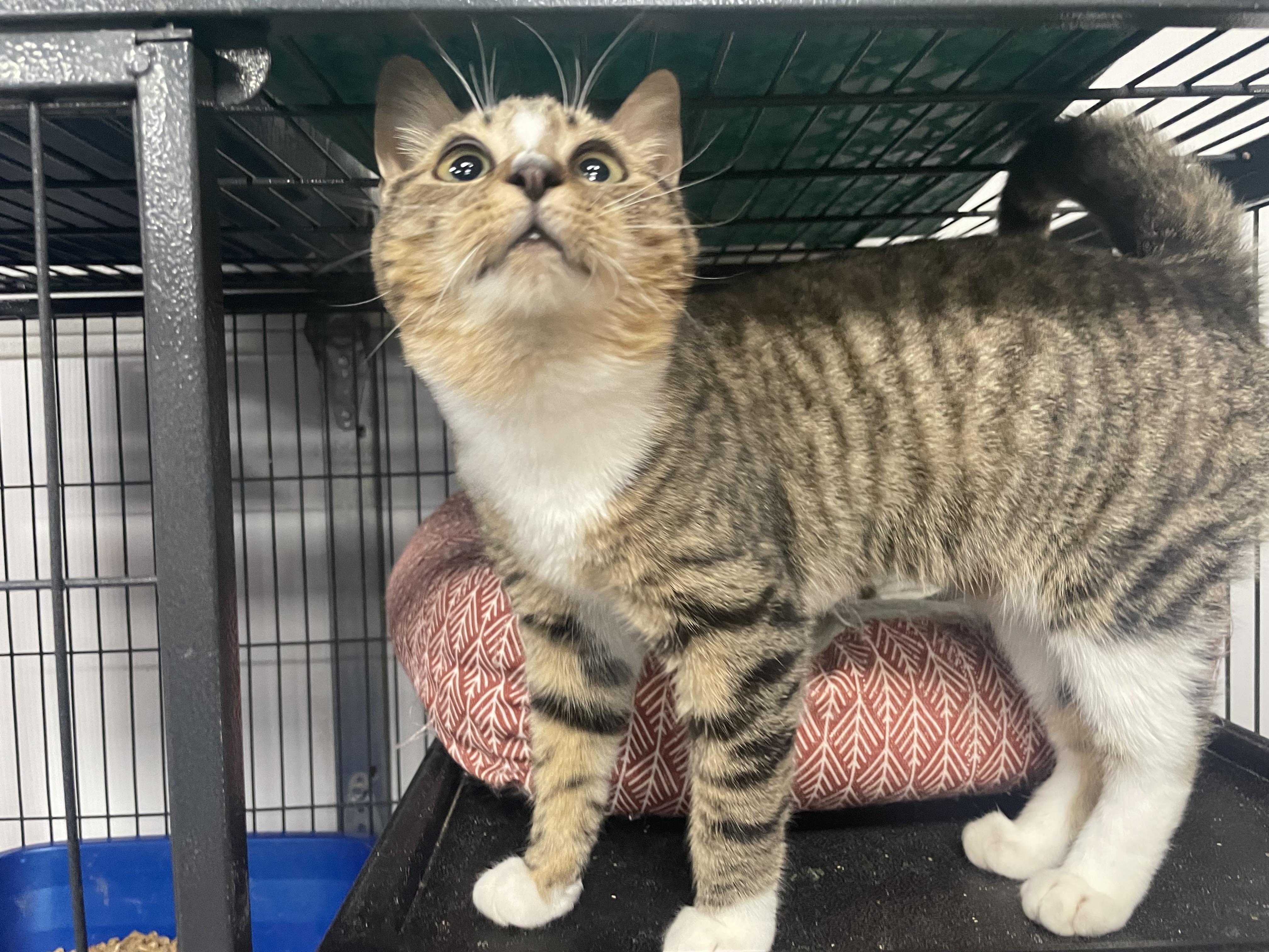 Enlarge Joni, a Adoptable Domestic Short Hair in Goodlettsville, TN image 3/6