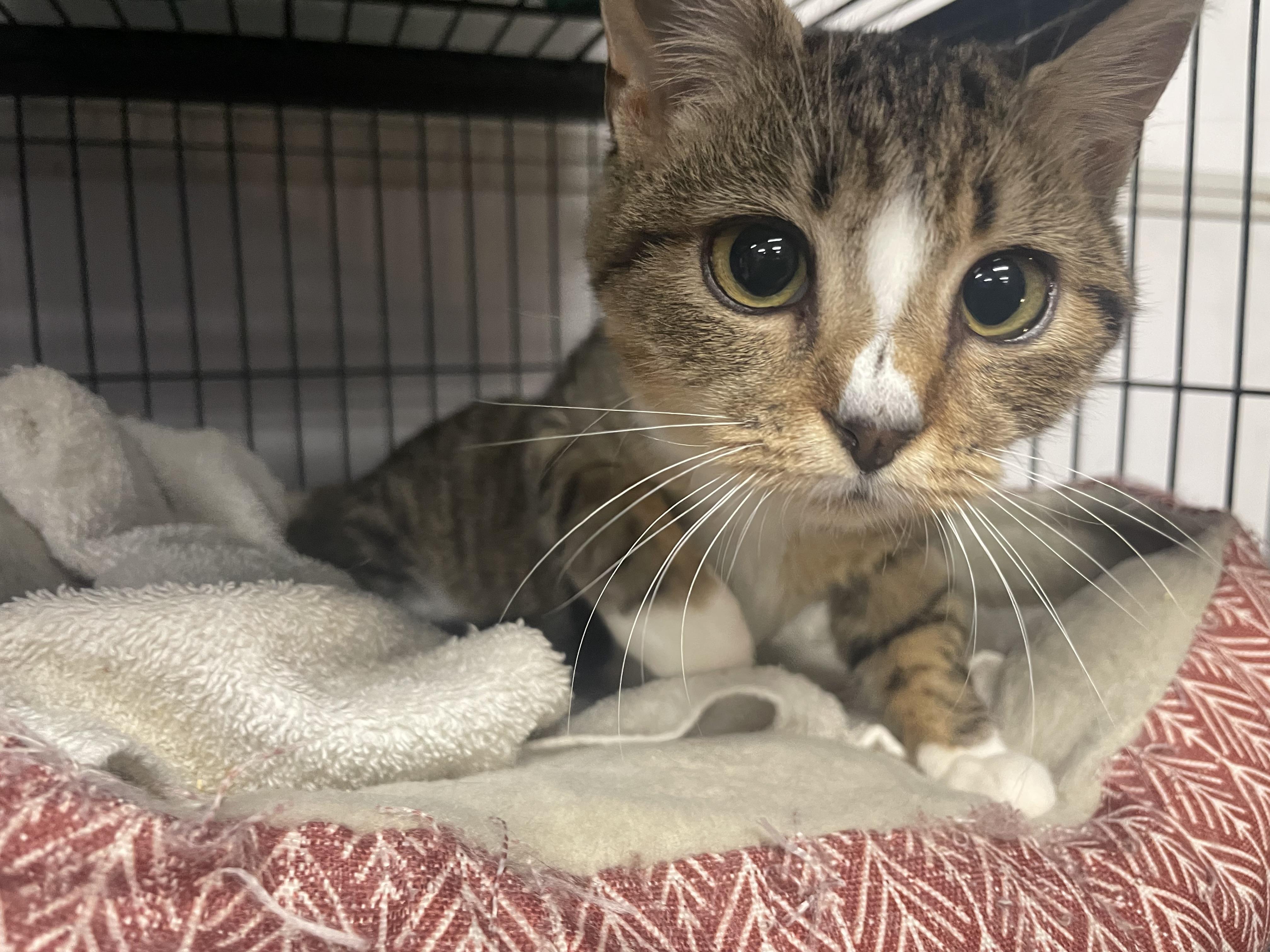 Enlarge Joni, a Adoptable Domestic Short Hair in Goodlettsville, TN image 4/6