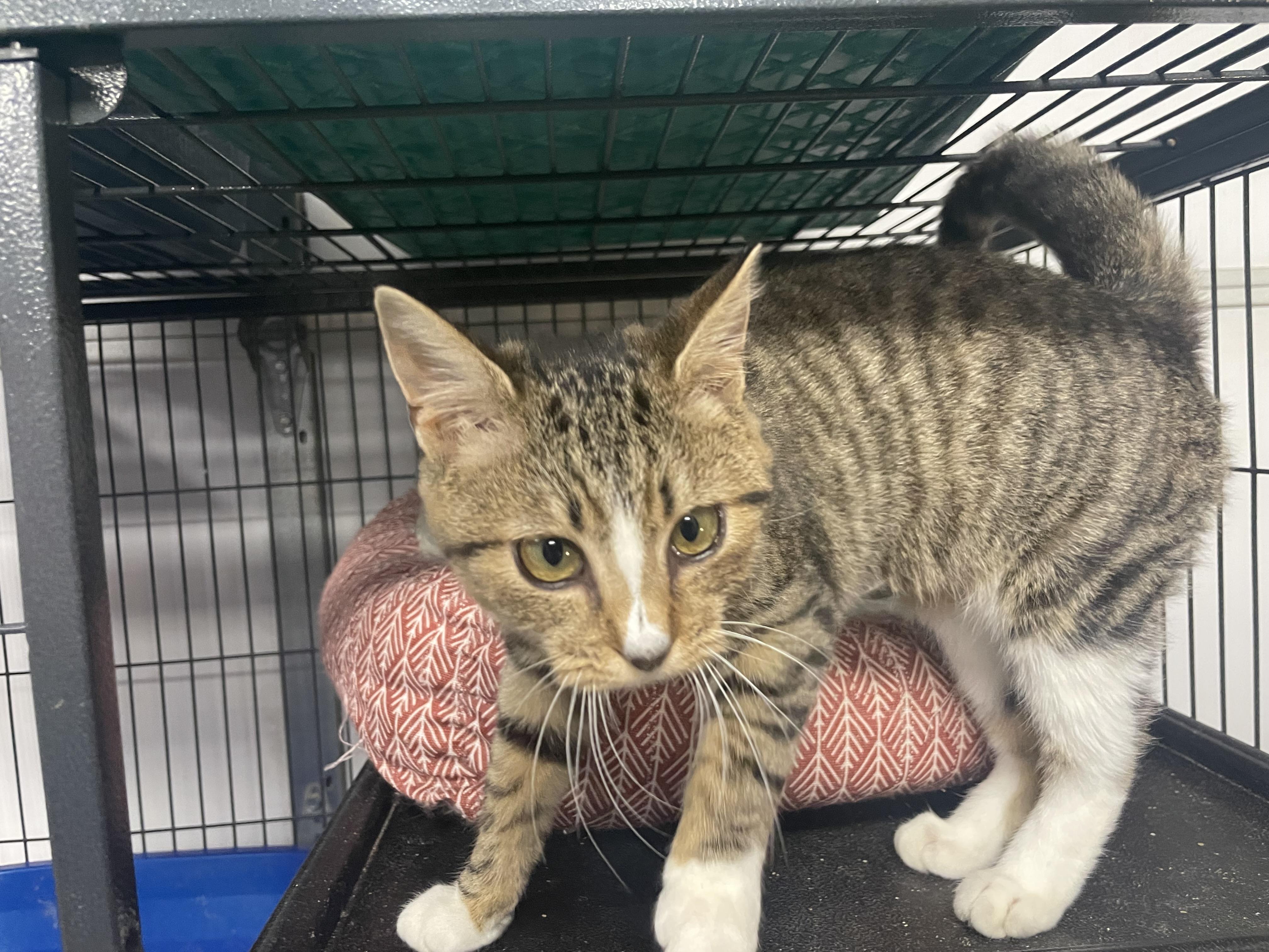 Enlarge Joni, a Adoptable Domestic Short Hair in Goodlettsville, TN image 4/6