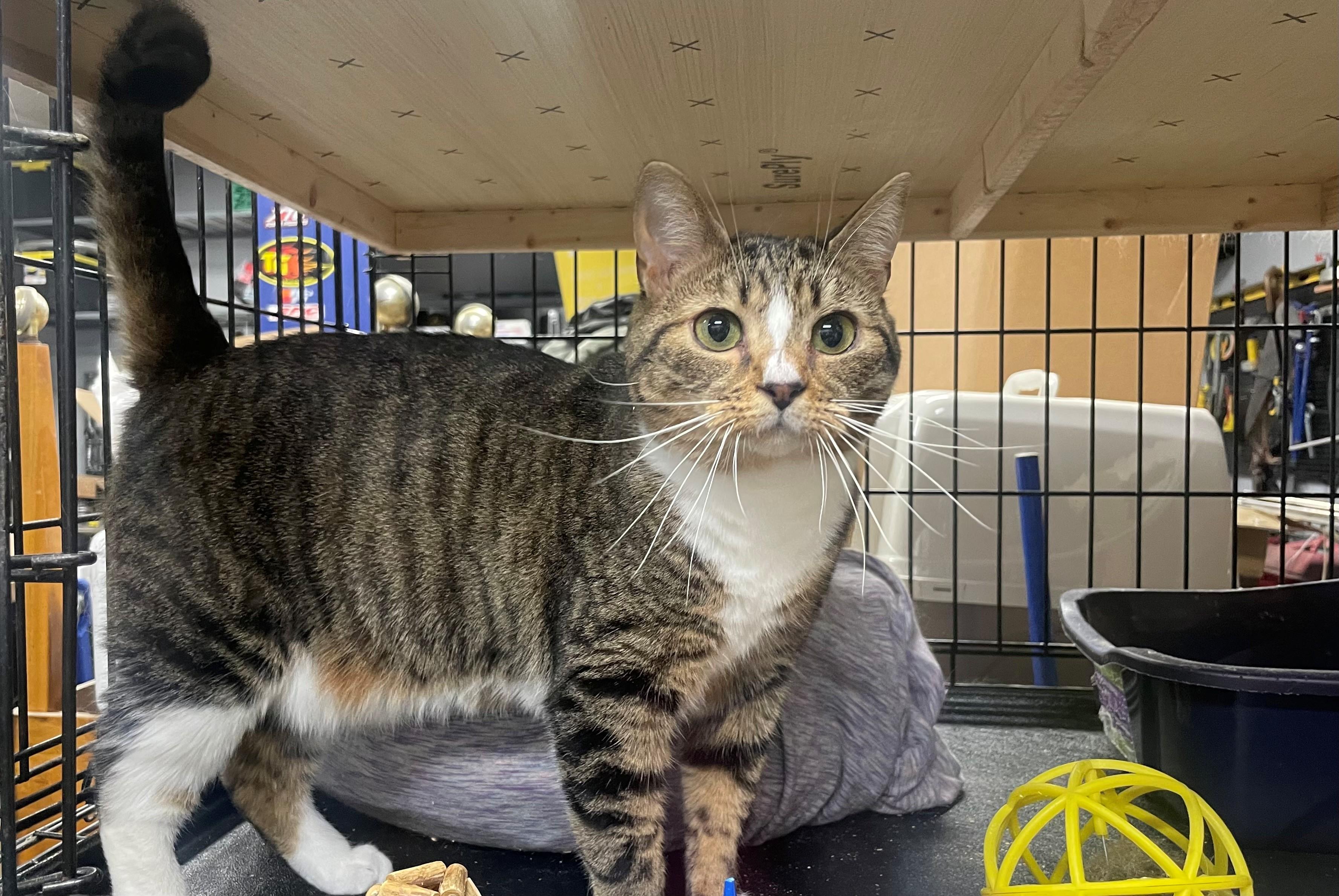 Joni, Adoptable, Adult Female Domestic Short Hair.