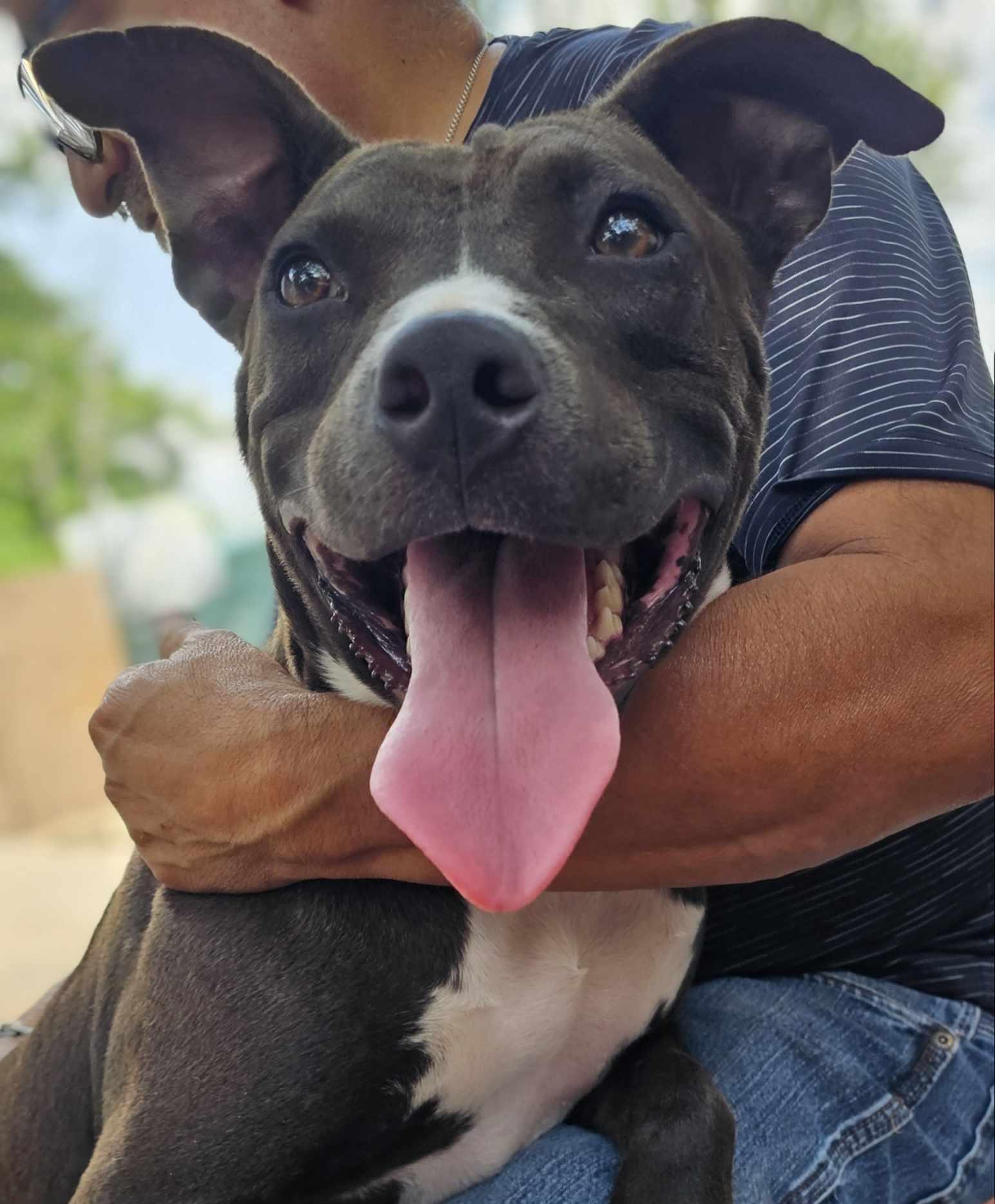 Forrest, a Adoptable mixed breed in Newark, NJ image 4/6